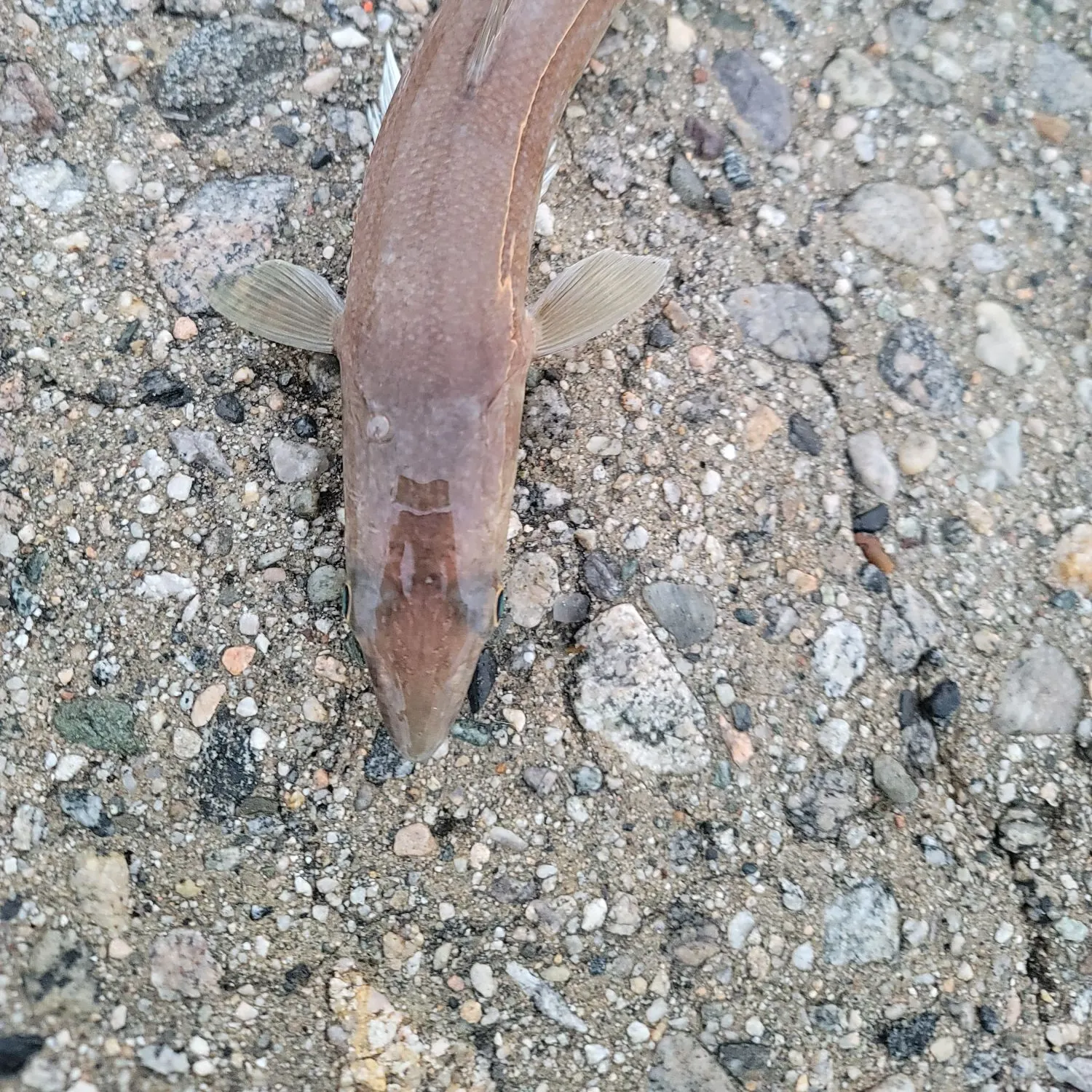 California lizardfish caught on Fishbrain