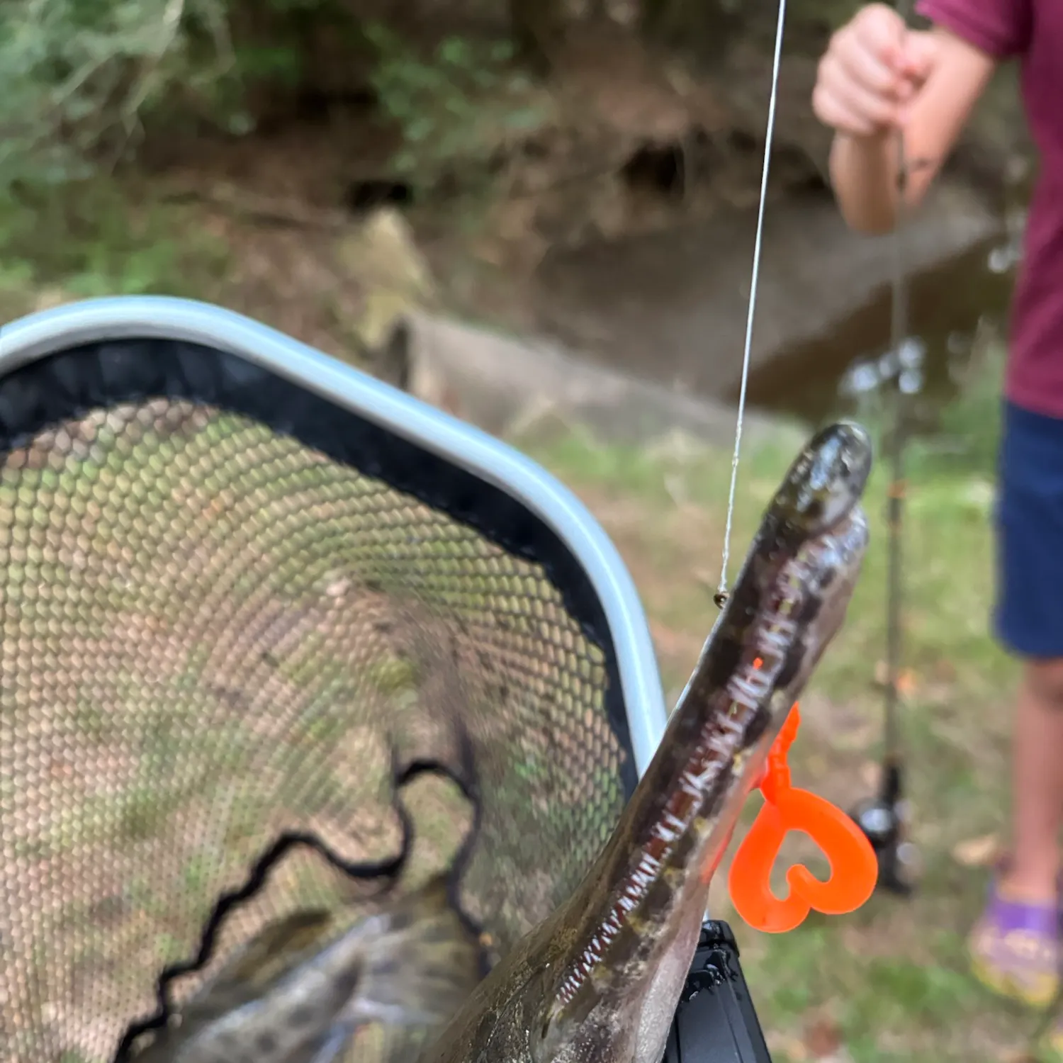 Alligator gar caught on Fishbrain