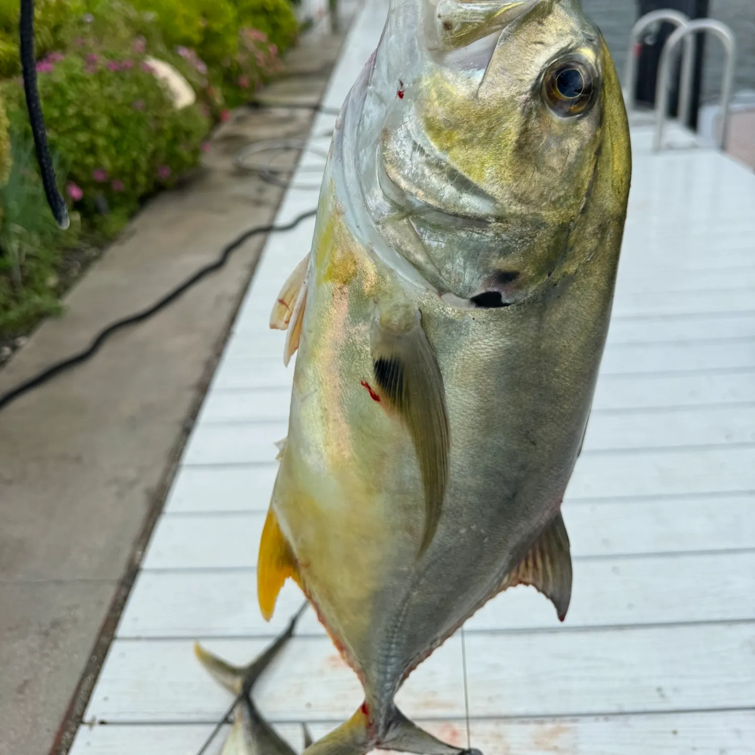 The most recent Crevalle jack catches on Fishbrain