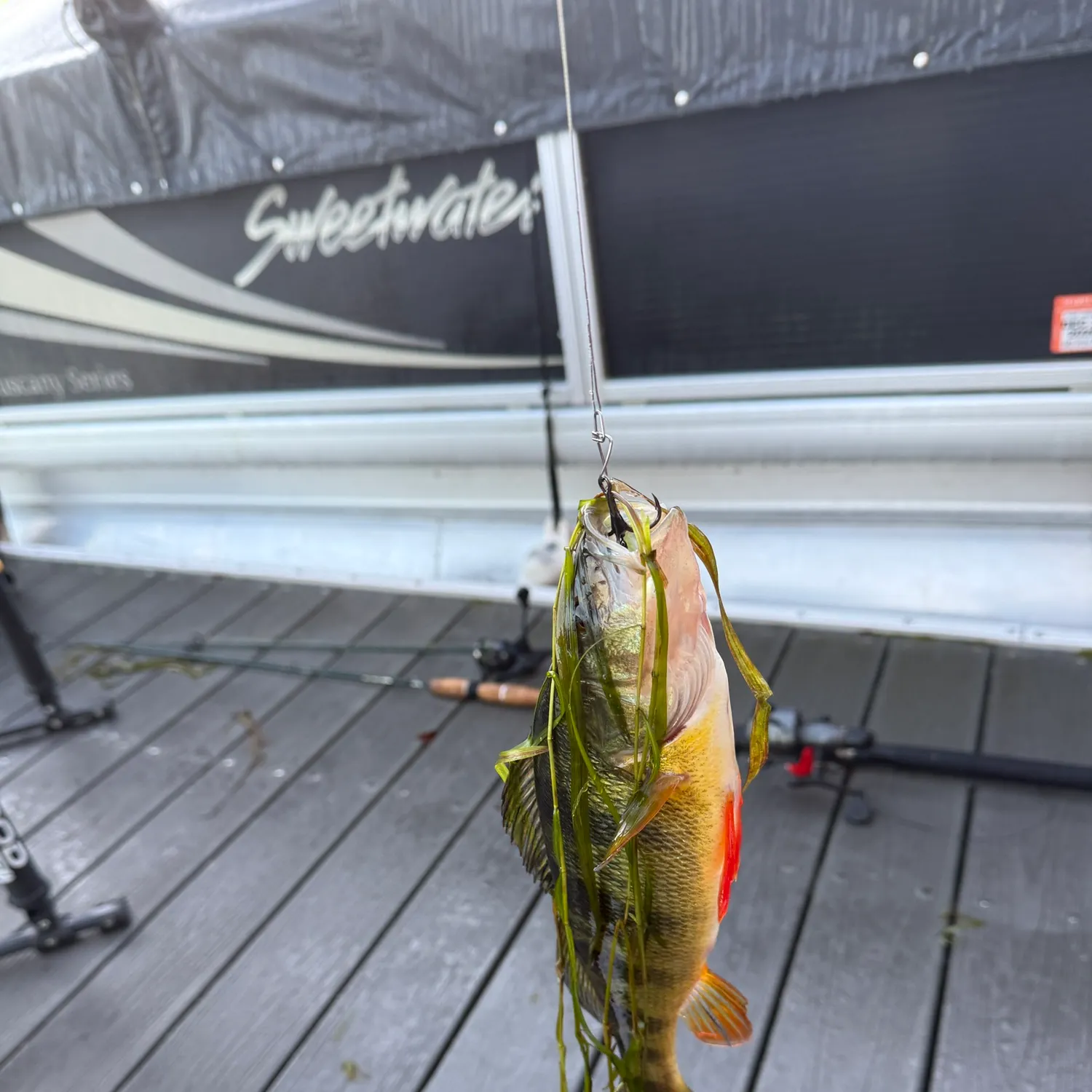 Yellow perch caught on Fishbrain