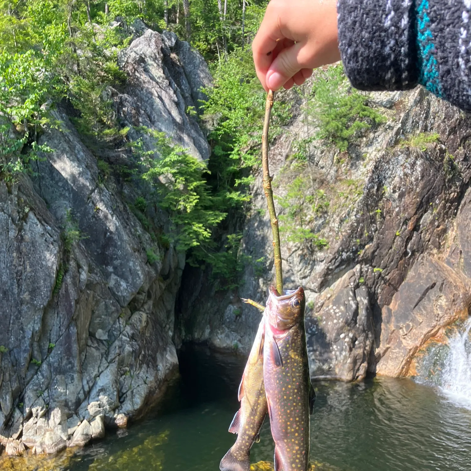Brook trout caught on Fishbrain