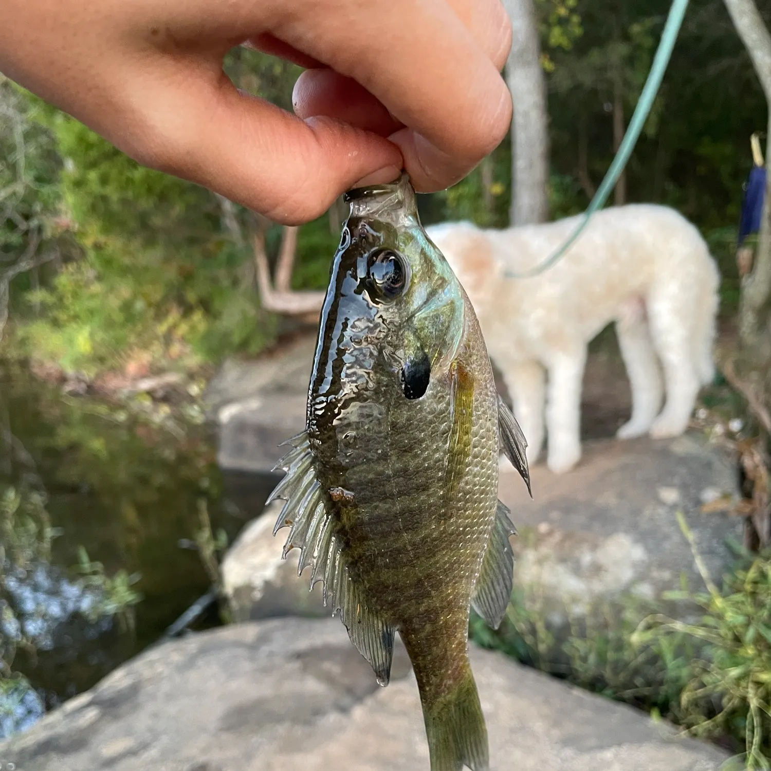 Bluegill caught on Fishbrain