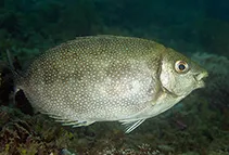 Whitespotted spinefoot