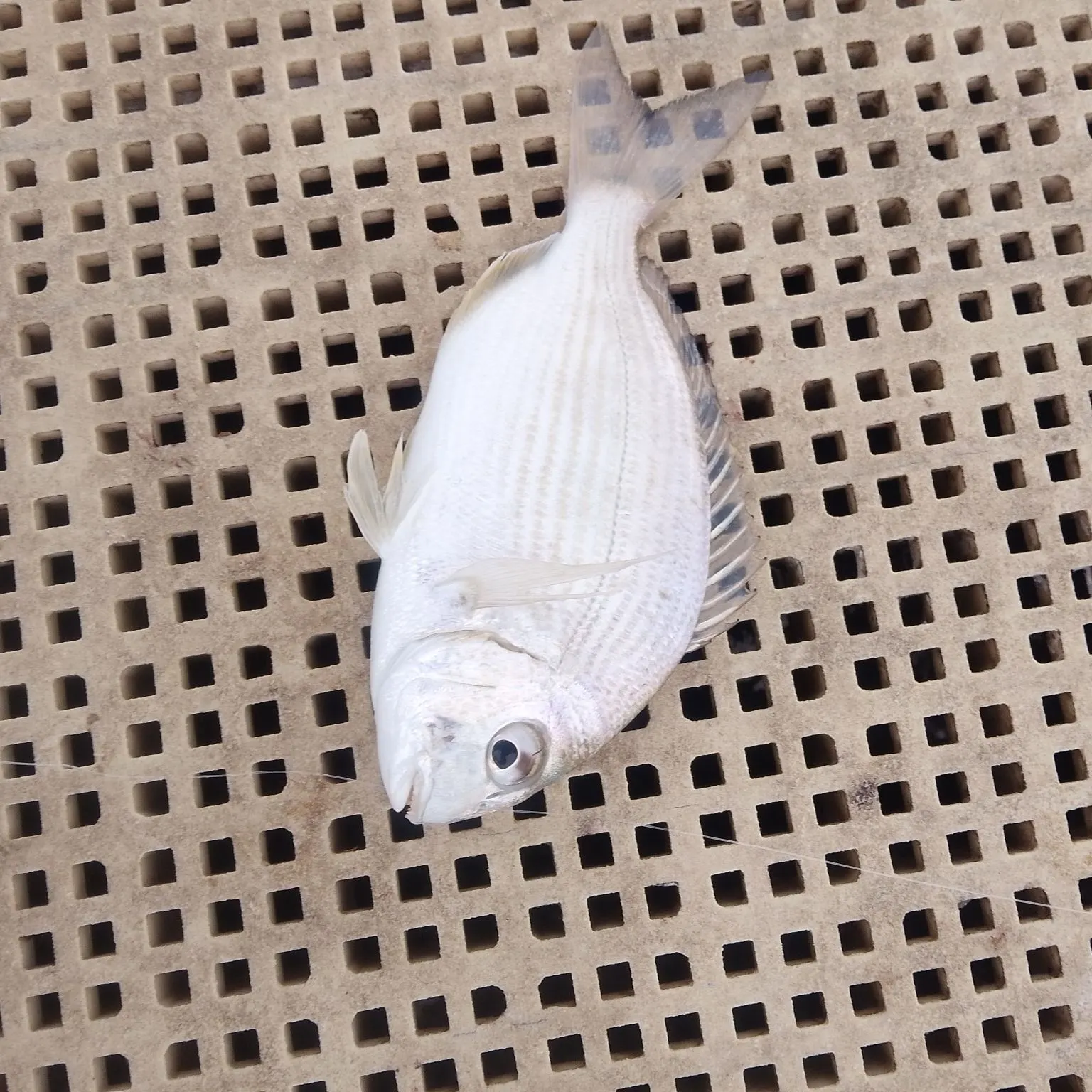 Goldlined seabream caught on Fishbrain