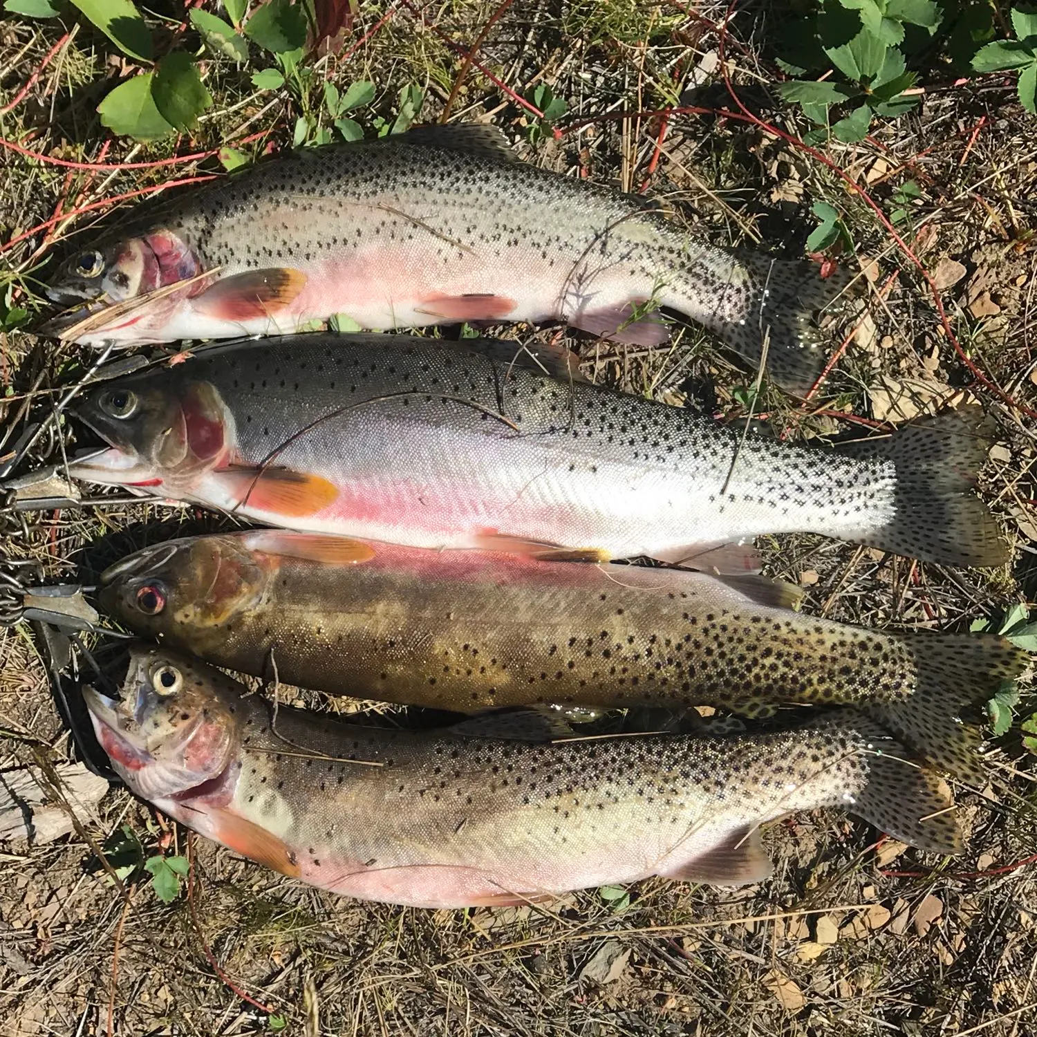 recently logged catches