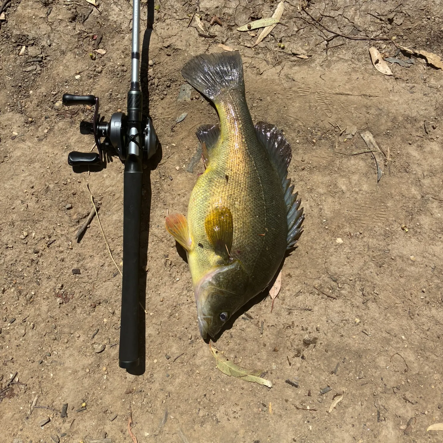 The most recent Golden perch catches on Fishbrain