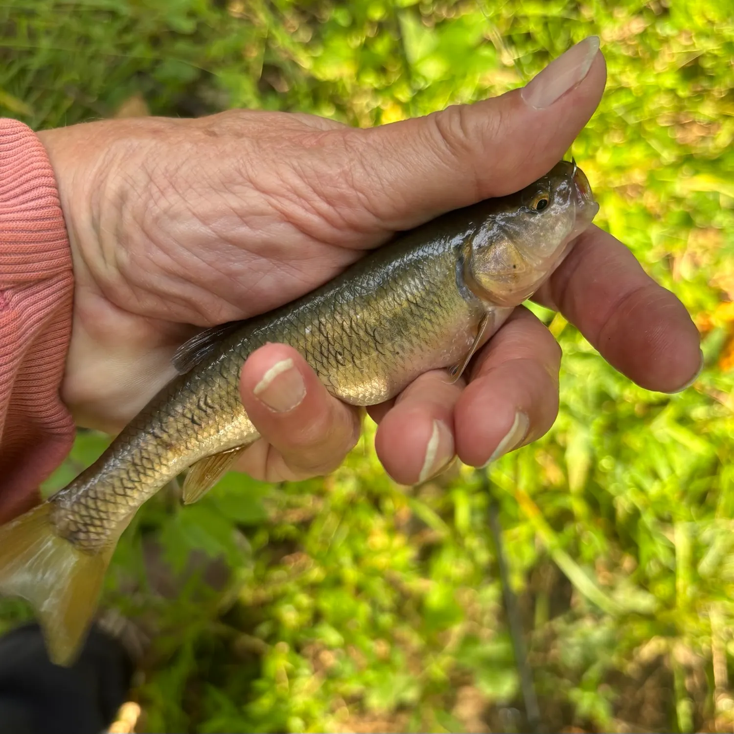 Creek chub caught on Fishbrain
