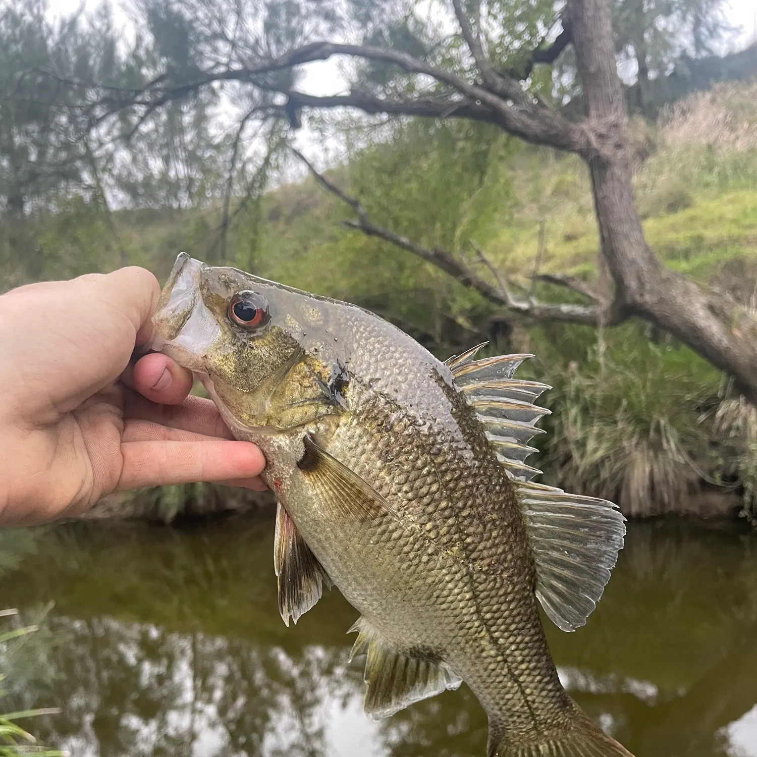 Australian bass caught on Fishbrain