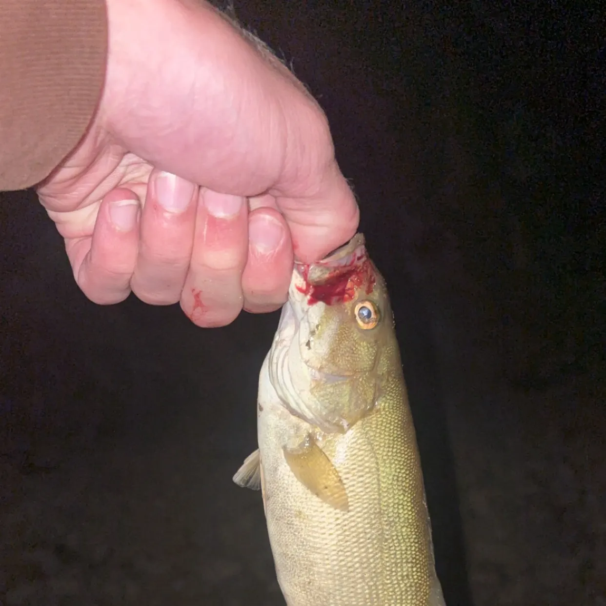 Smallmouth bass caught on Fishbrain
