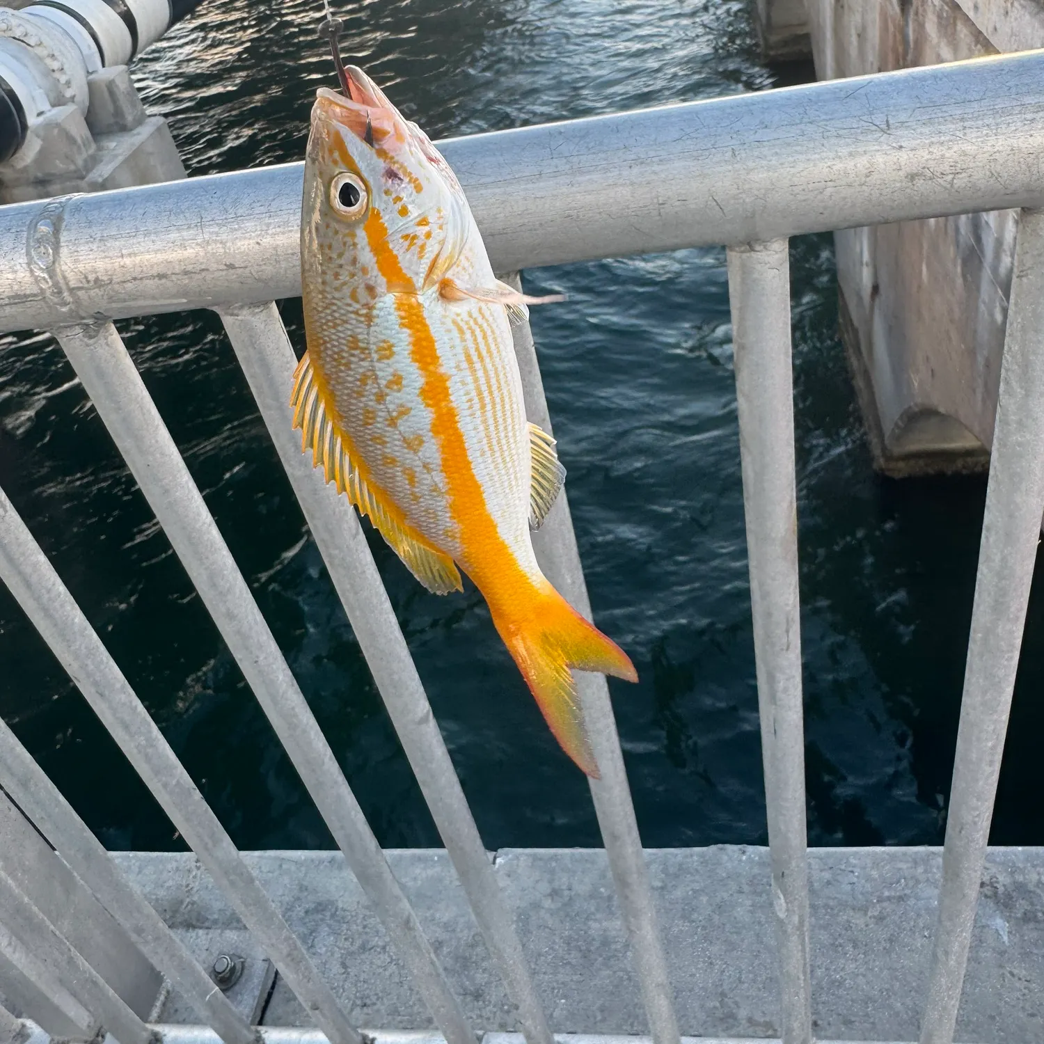 Yellowtail snapper caught on Fishbrain