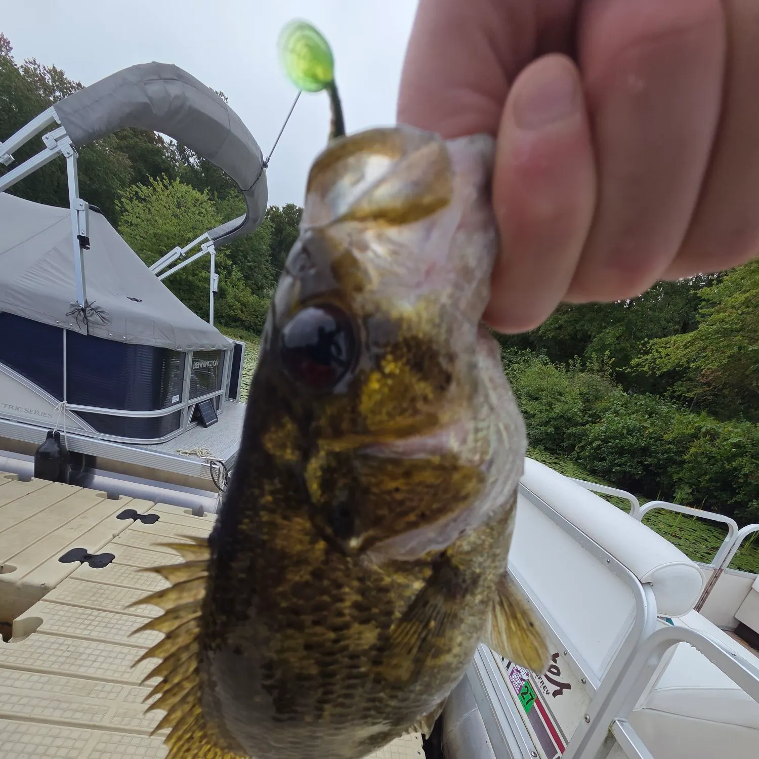 Rock bass caught on Fishbrain