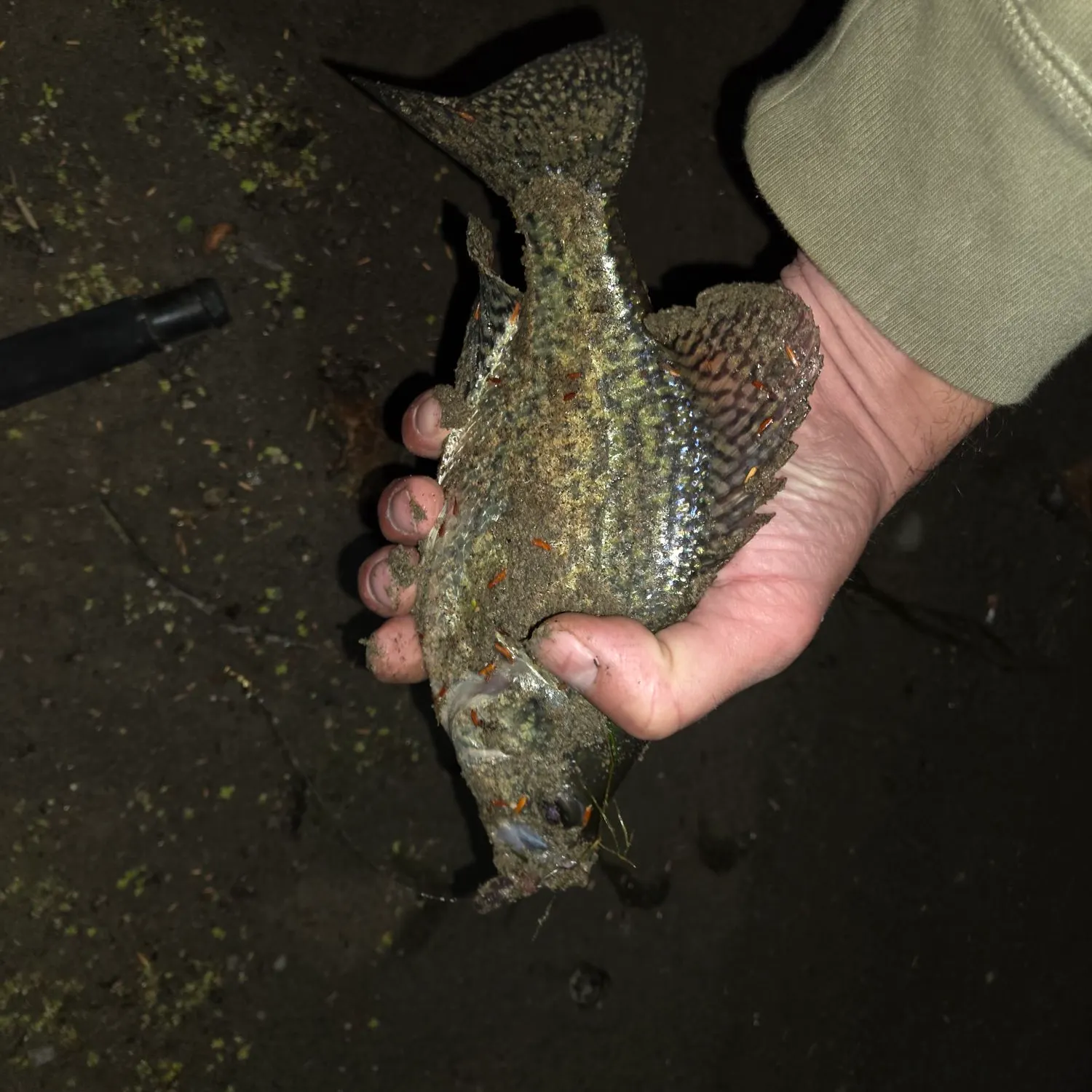 Black crappie caught on Fishbrain