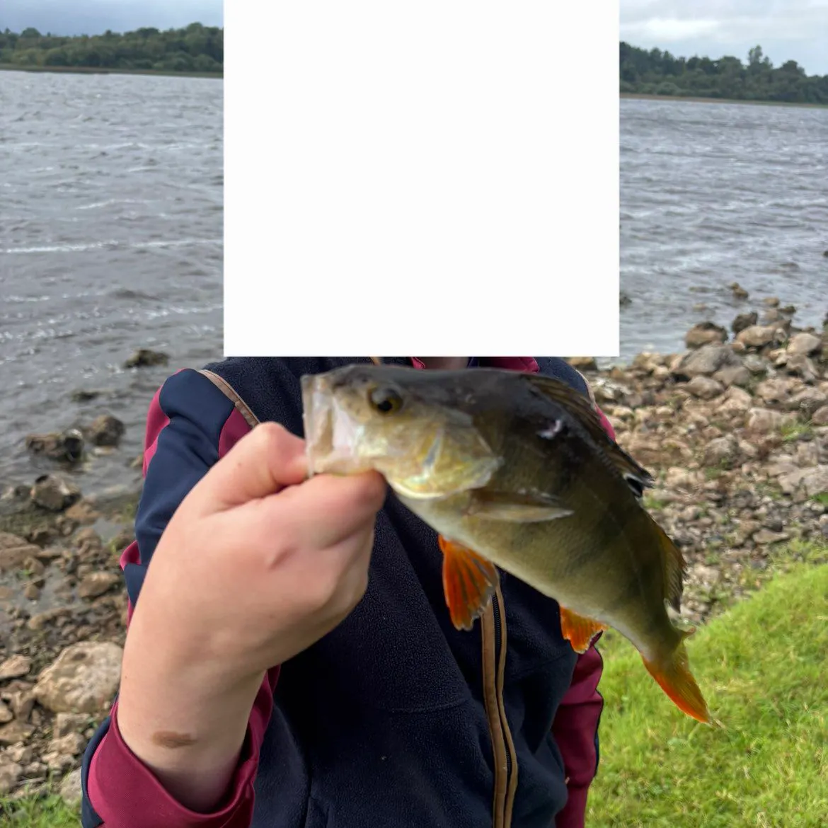 European perch caught on Fishbrain