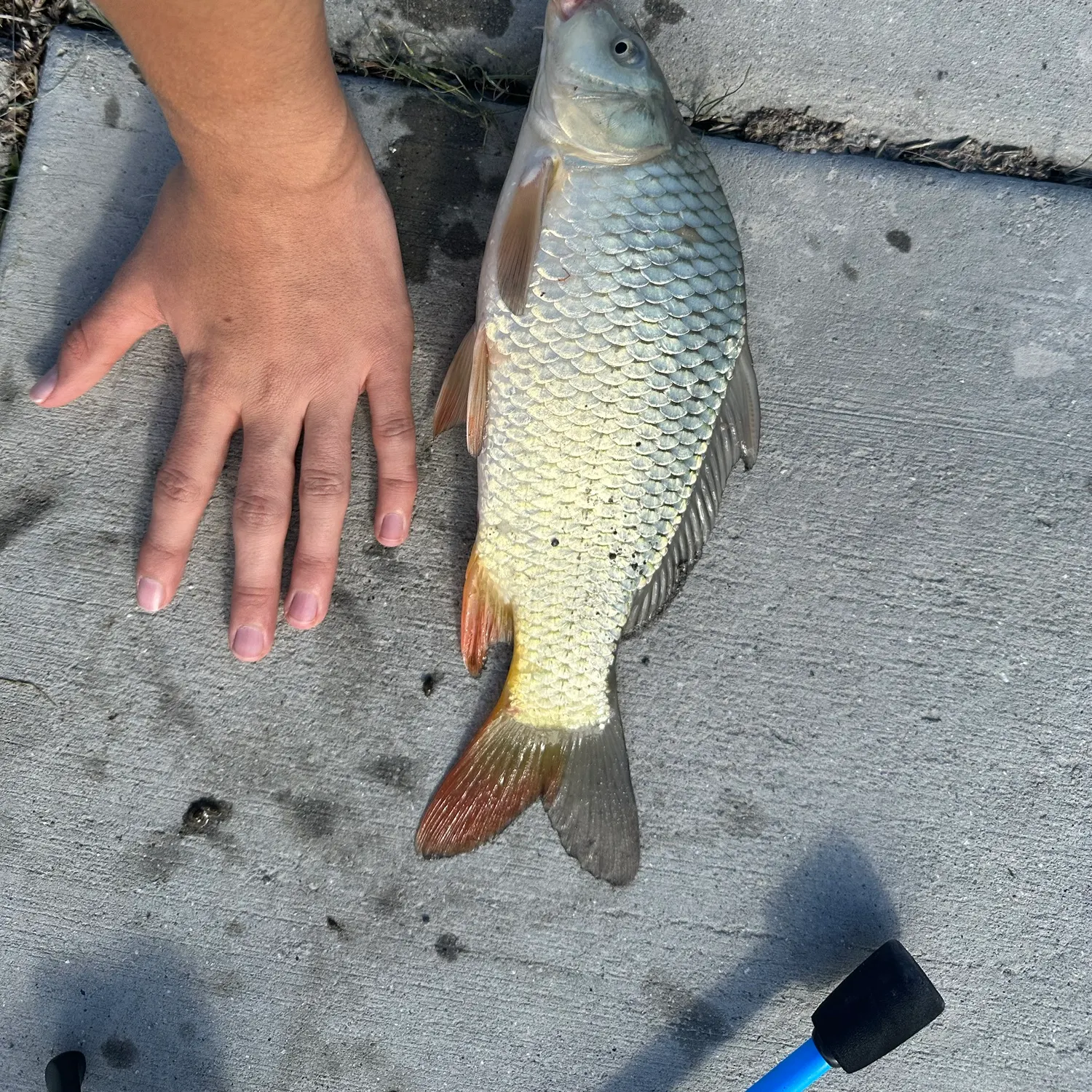 Common carp caught on Fishbrain