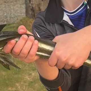 Live sharksucker caught on Fishbrain
