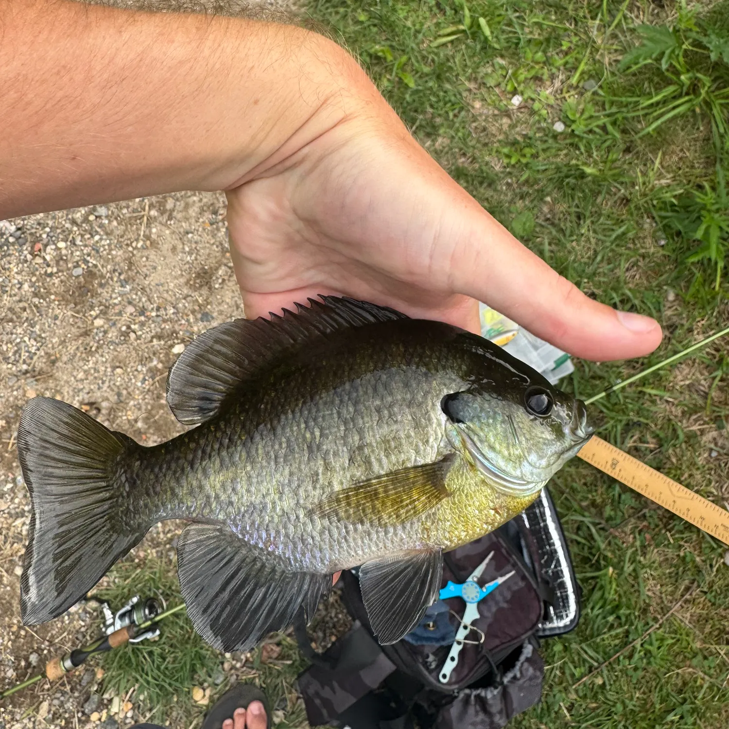 Bluegill caught on Fishbrain