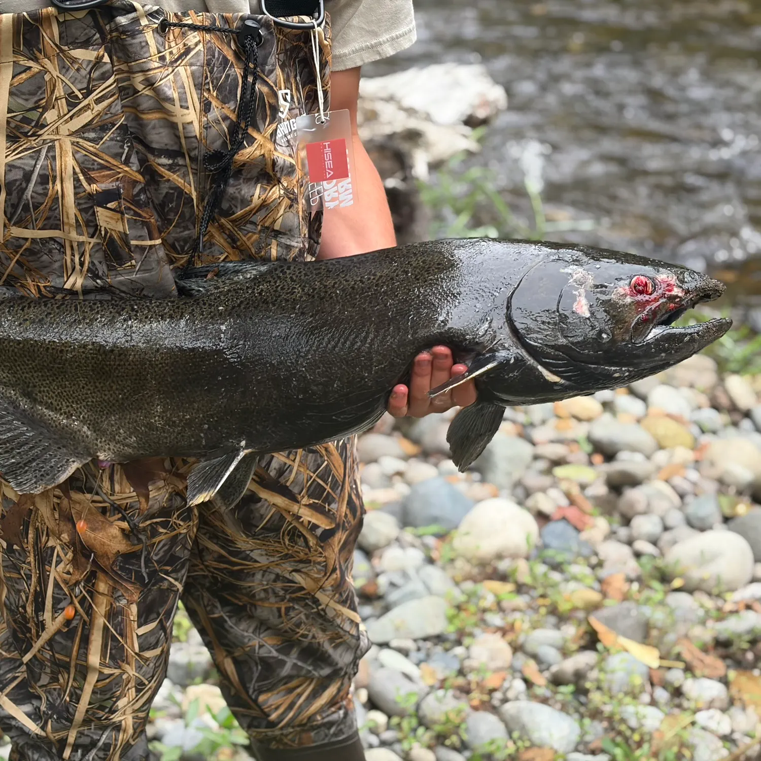 Chinook salmon caught on Fishbrain