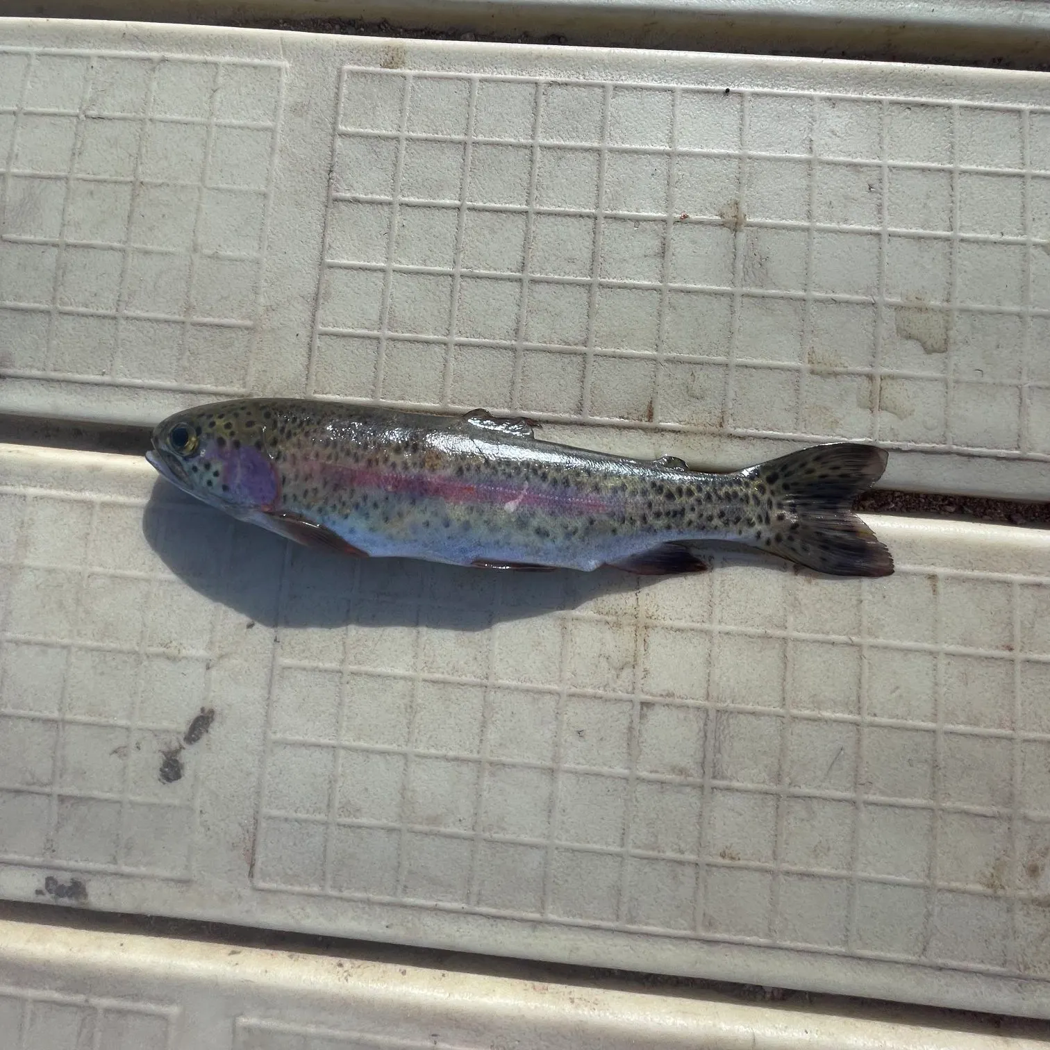Great basin redband trout caught on Fishbrain