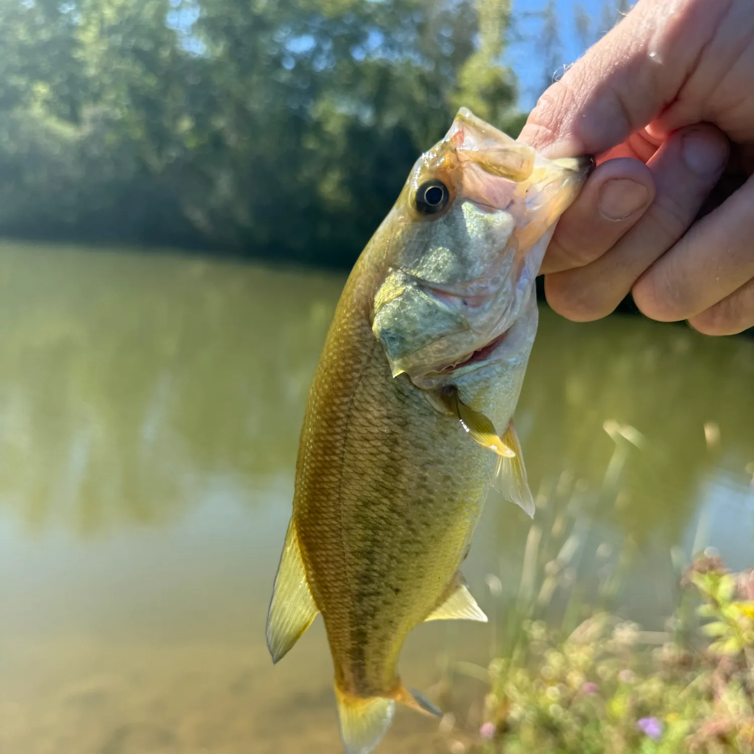 Largemouth bass caught on Fishbrain