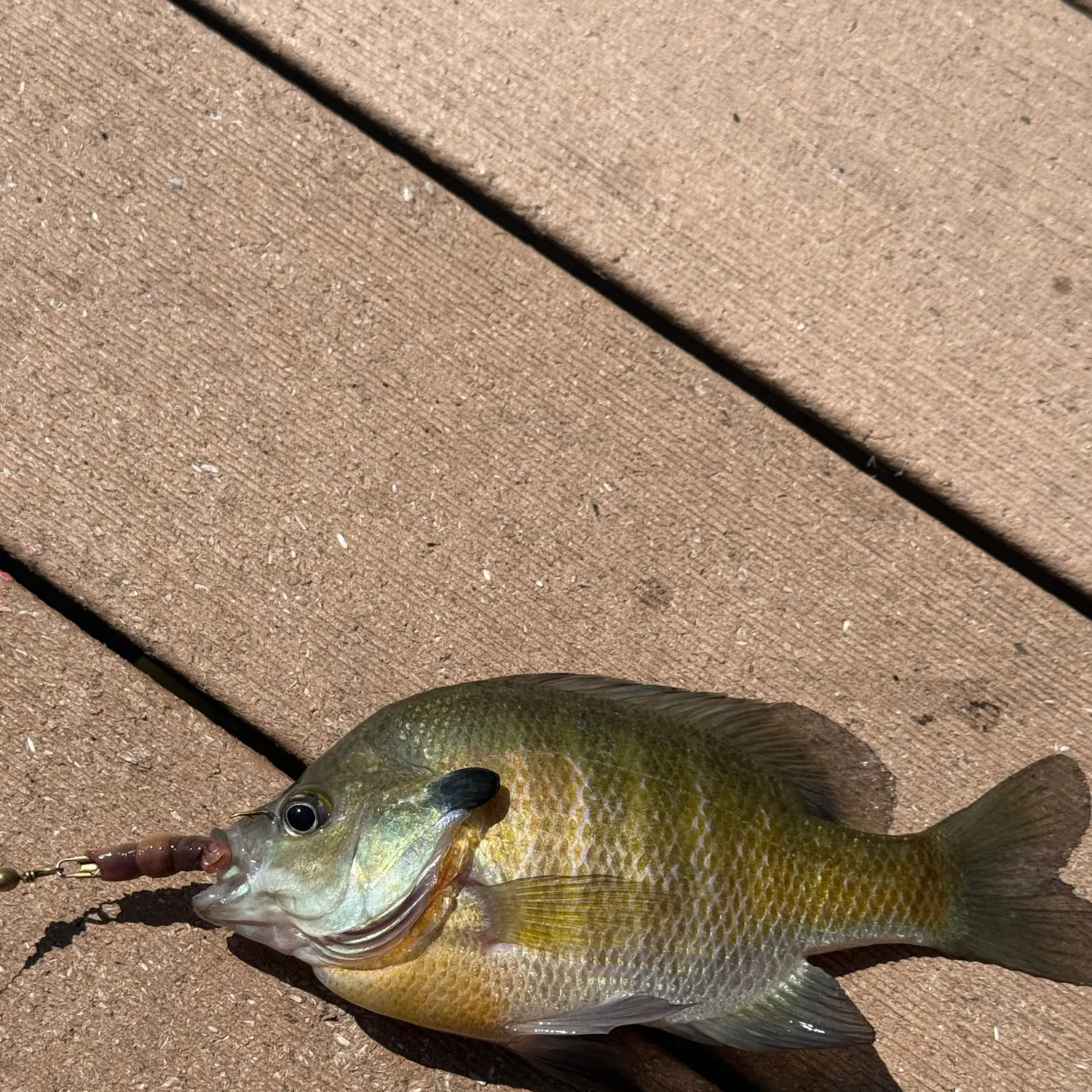 Bluegill caught on Fishbrain