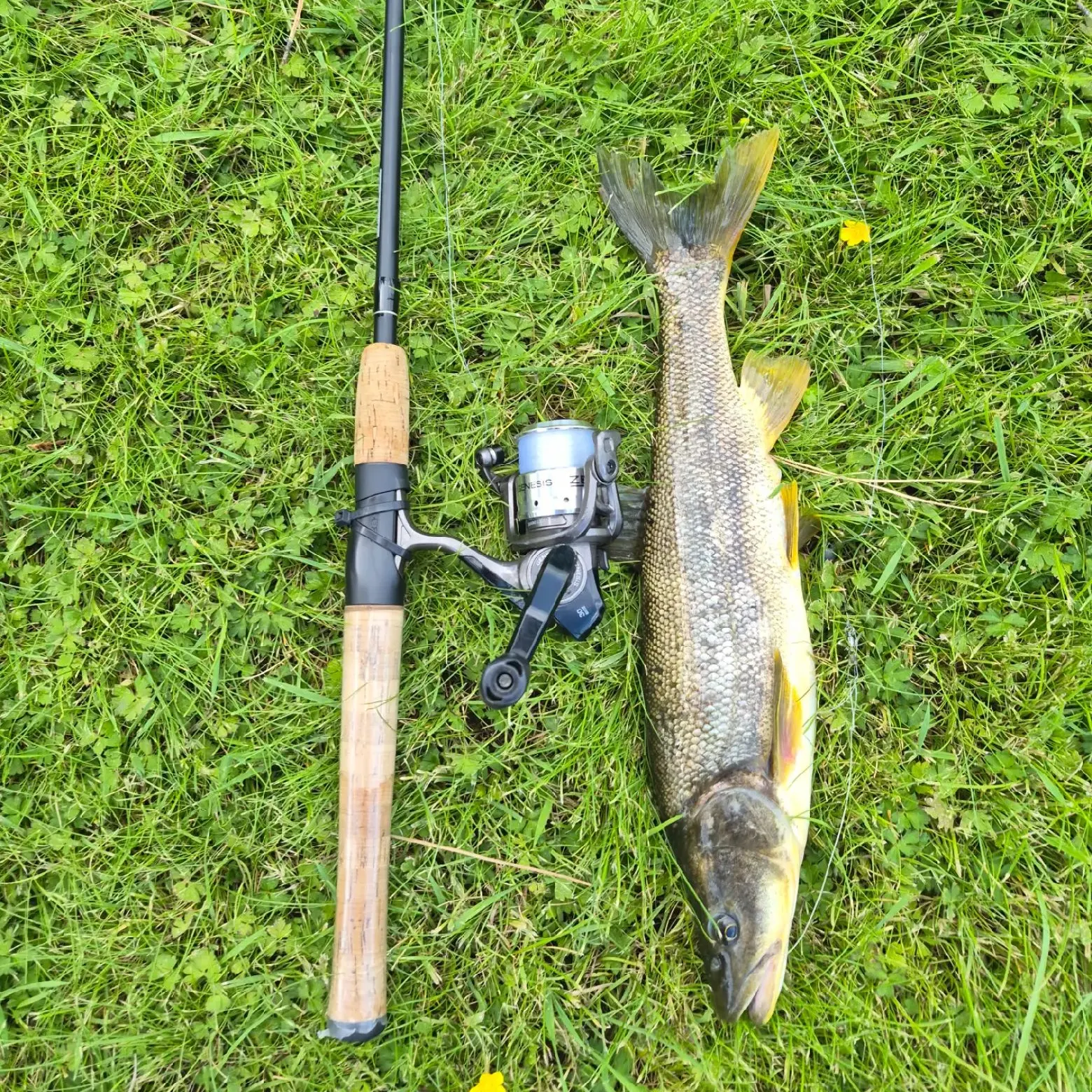 The most recent Umpqua pikeminnow catches on Fishbrain