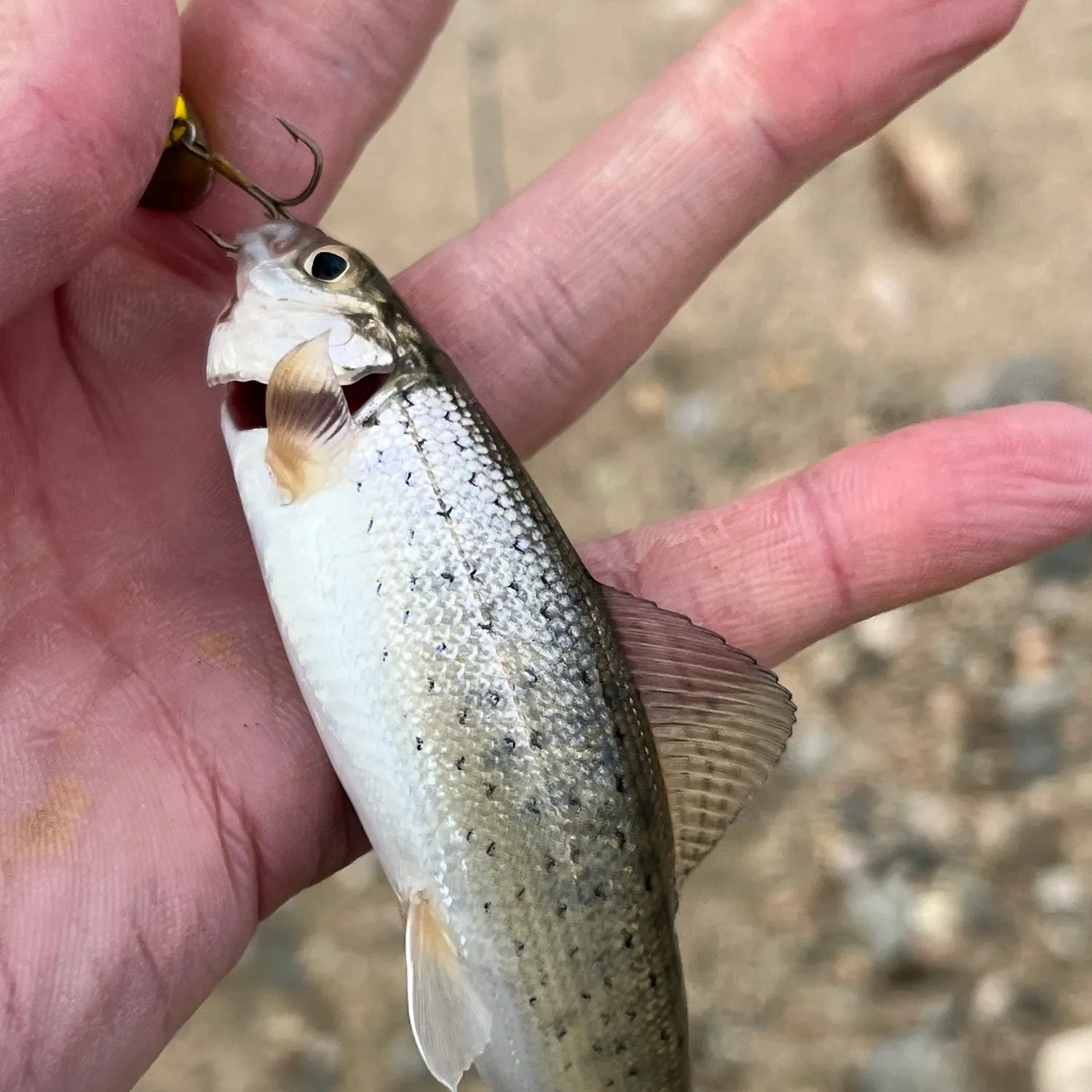 Arctic grayling caught on Fishbrain
