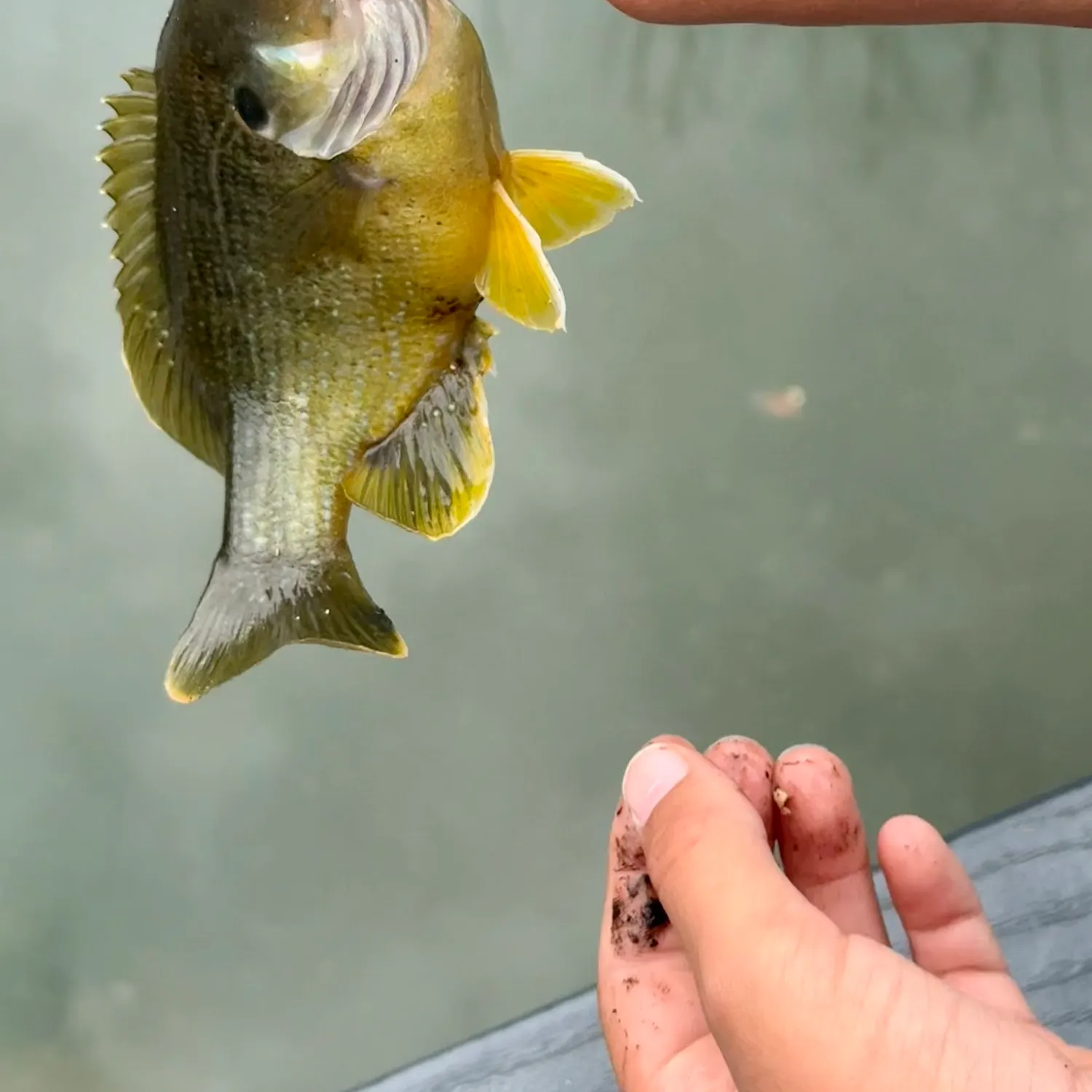 Green sunfish caught on Fishbrain