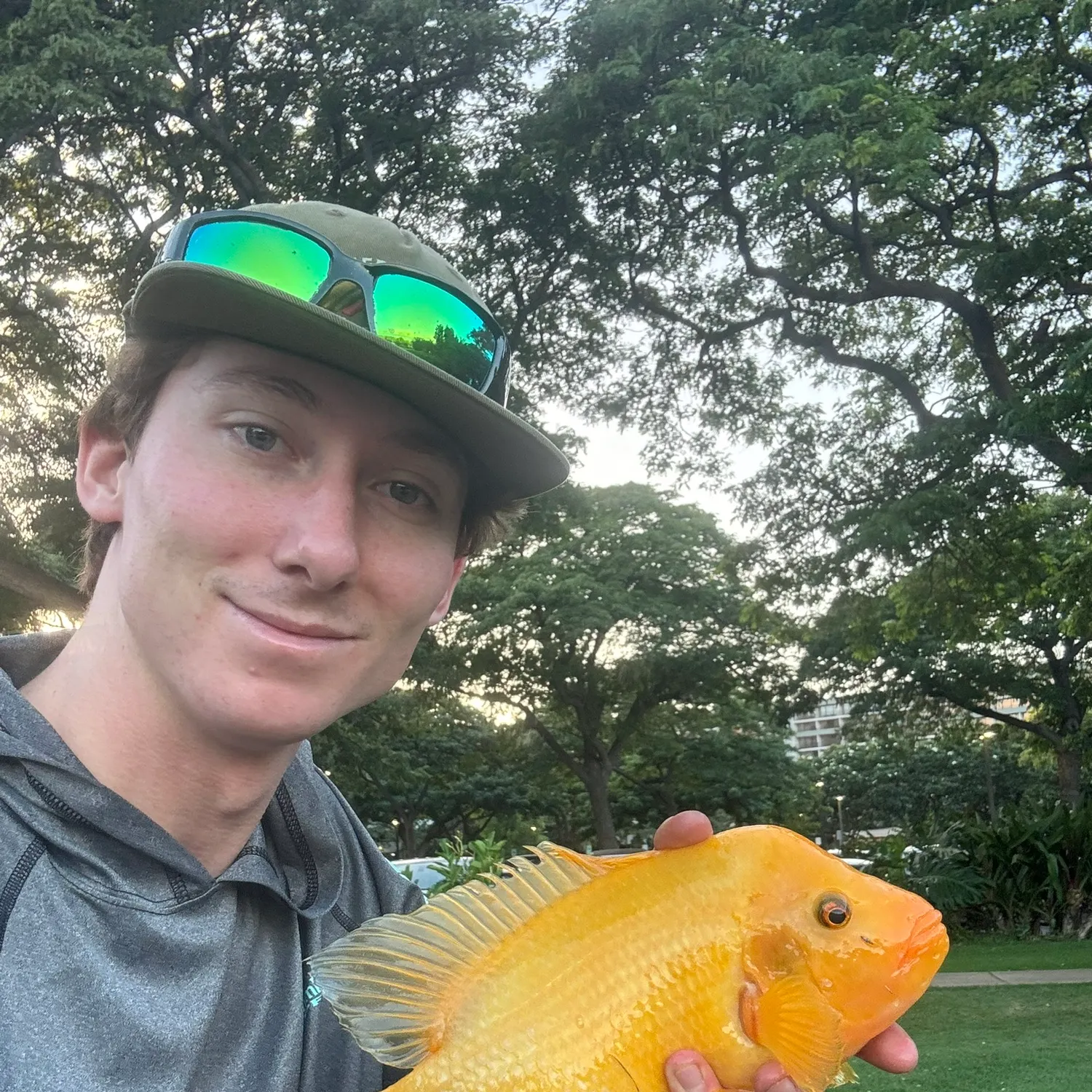 The most recent Midas cichlid catches on Fishbrain