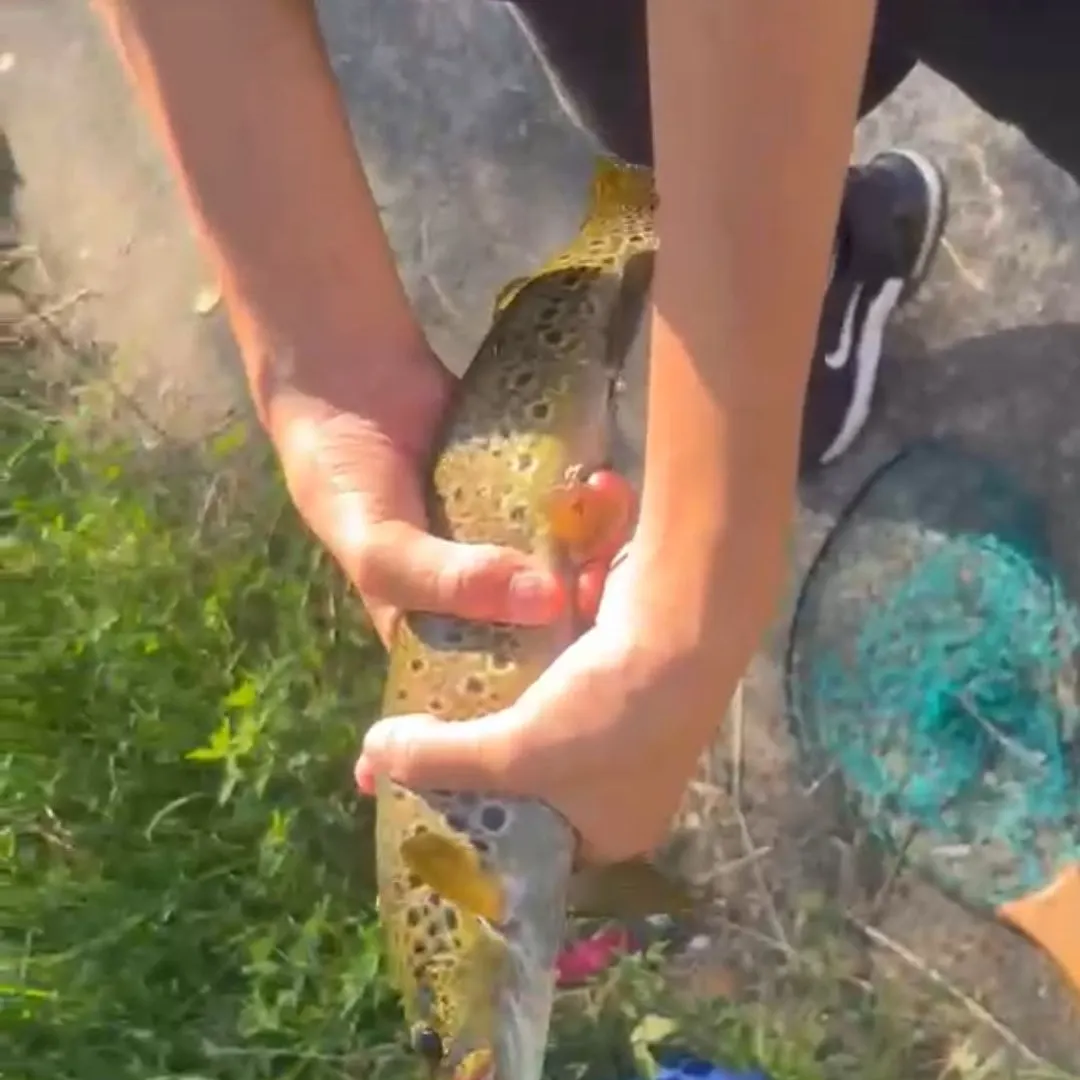 Brown trout caught on Fishbrain