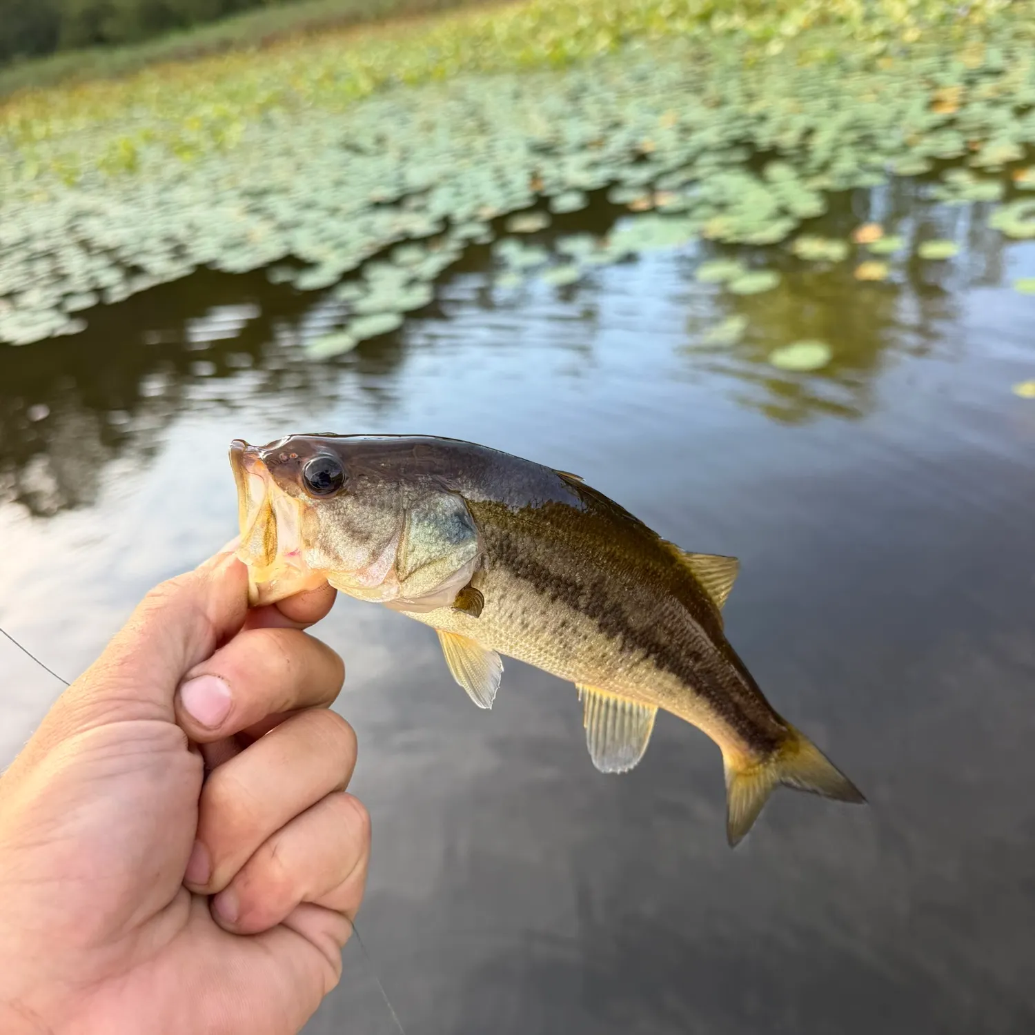 Largemouth bass caught on Fishbrain
