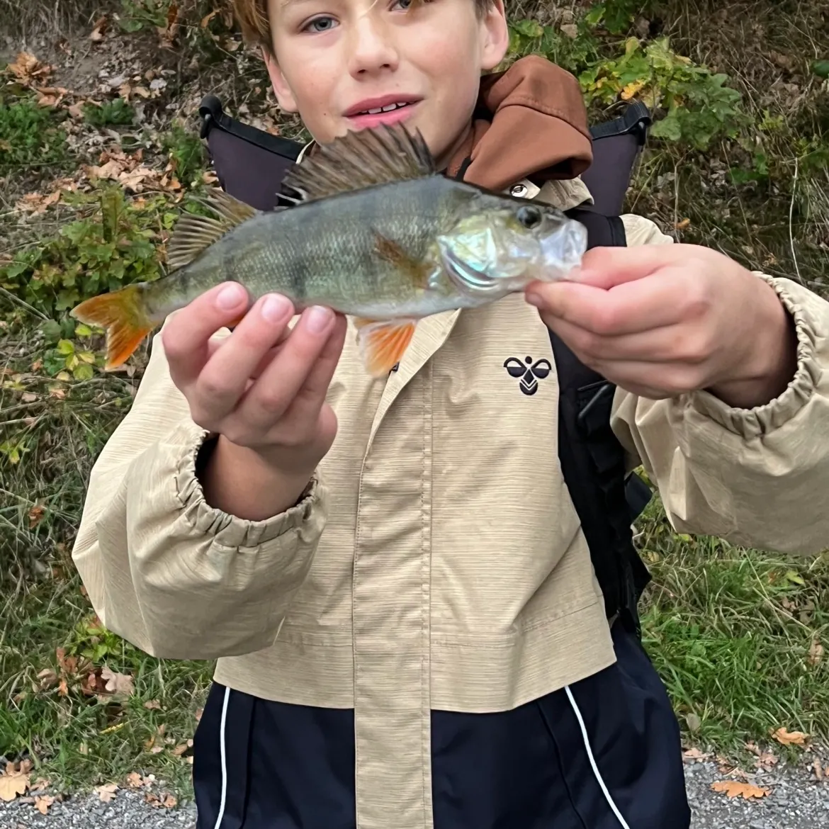 European perch caught on Fishbrain