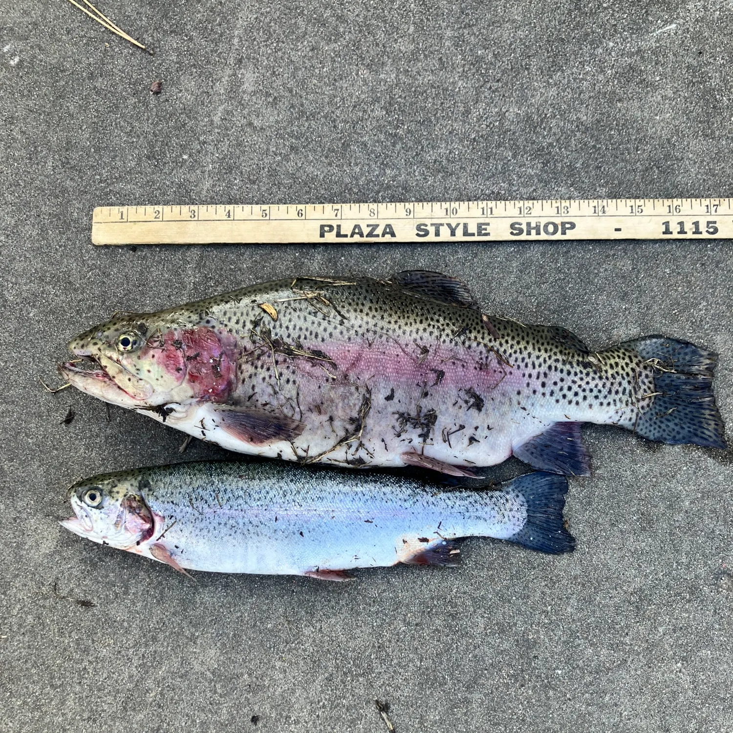 The most recent Rainbow trout catches on Fishbrain