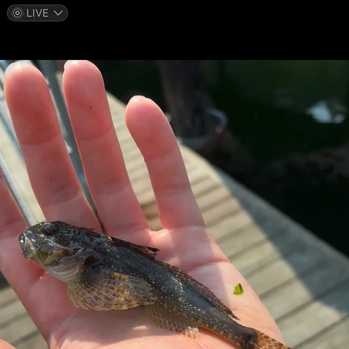The most recent Padded sculpin catches on Fishbrain