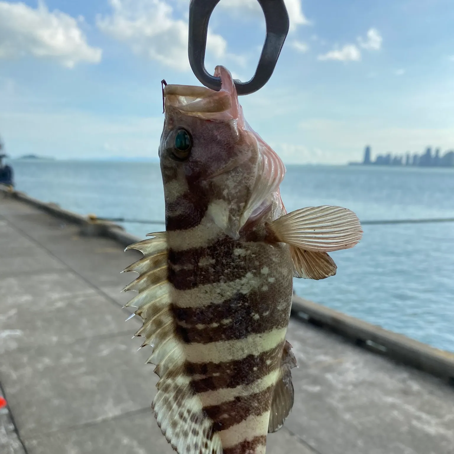 The most recent Banded grouper catches on Fishbrain