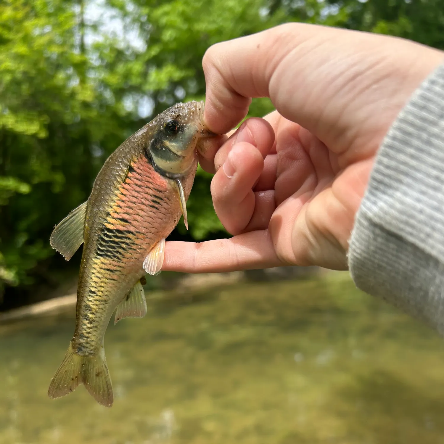 The most recent Common shiner catches on Fishbrain