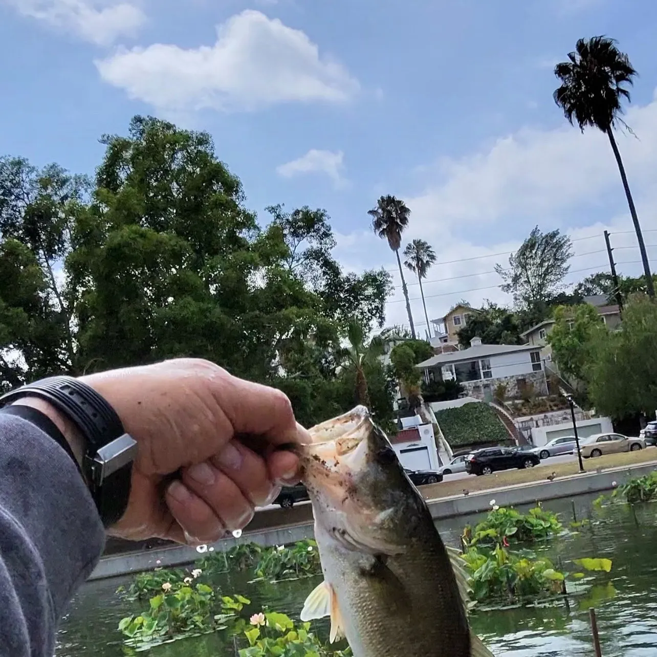 catch