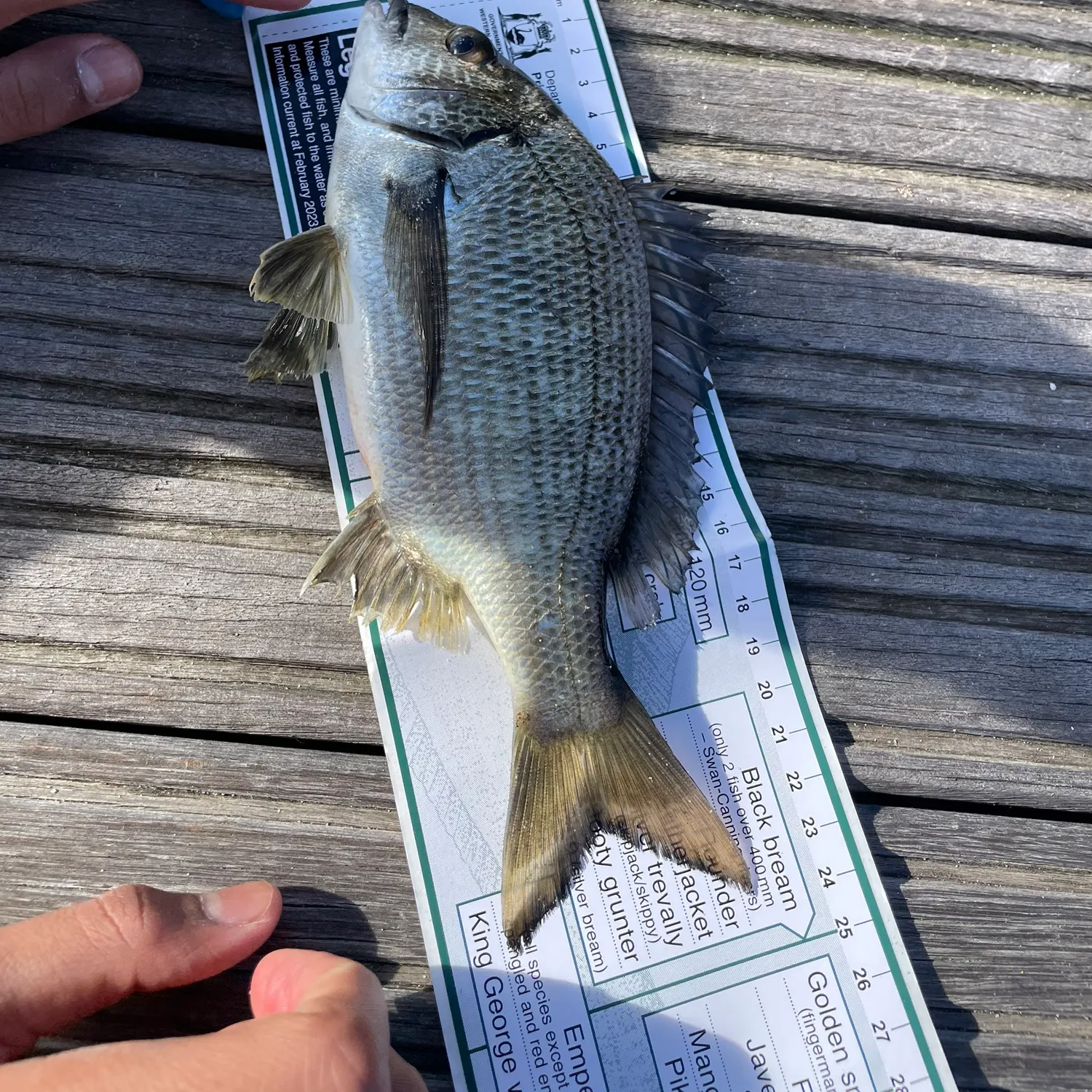 recently logged catches