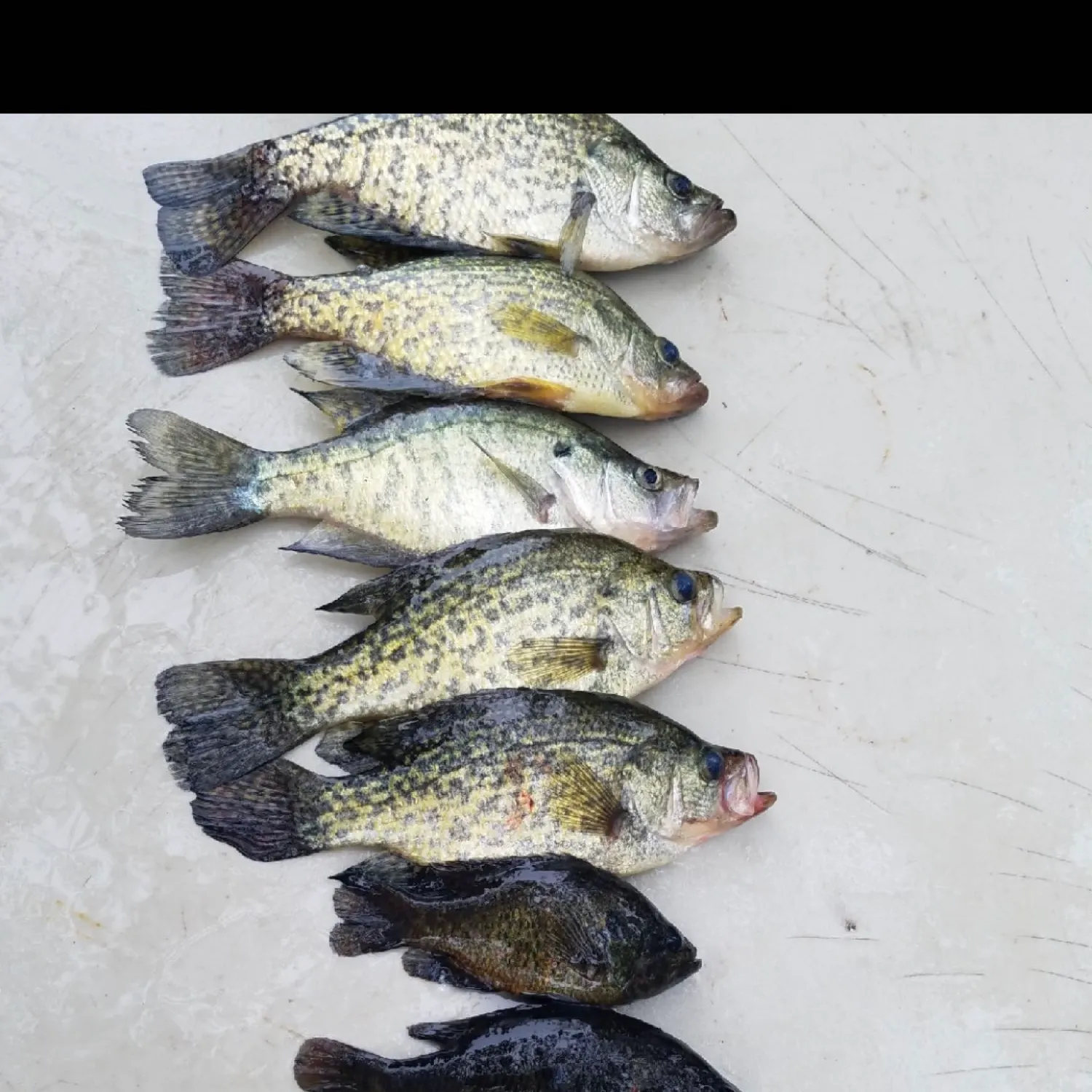 recently logged catches