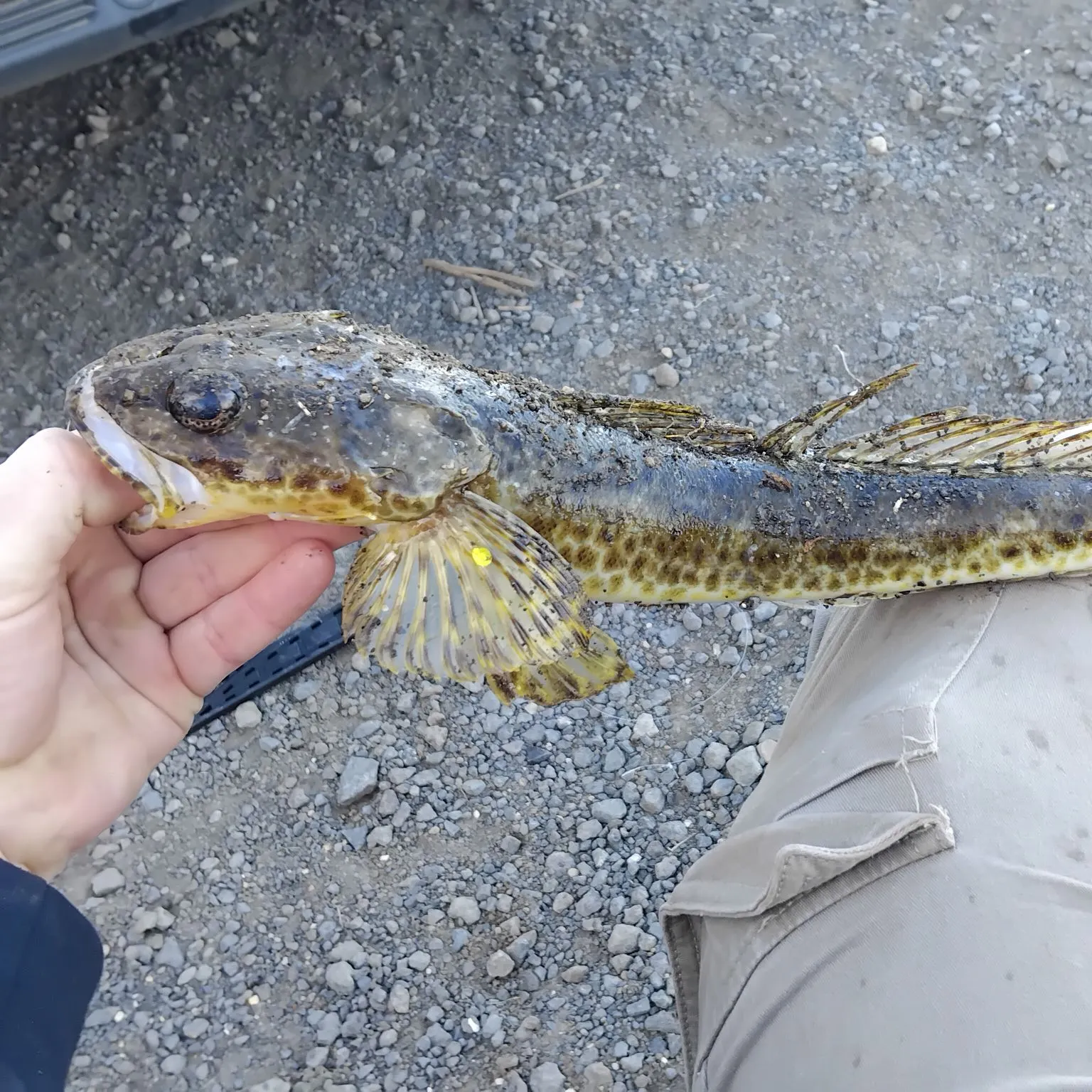 The most recent Rock flathead catches on Fishbrain