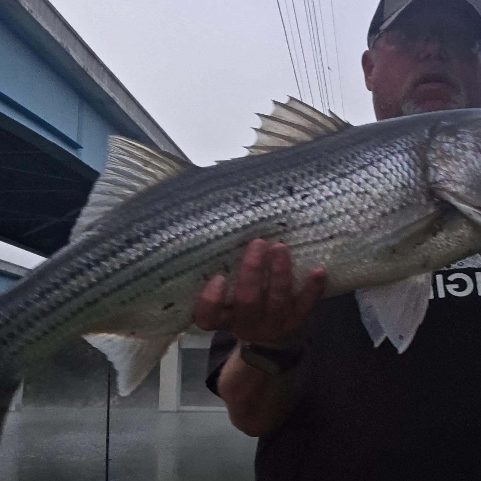 Striped bass caught on Fishbrain
