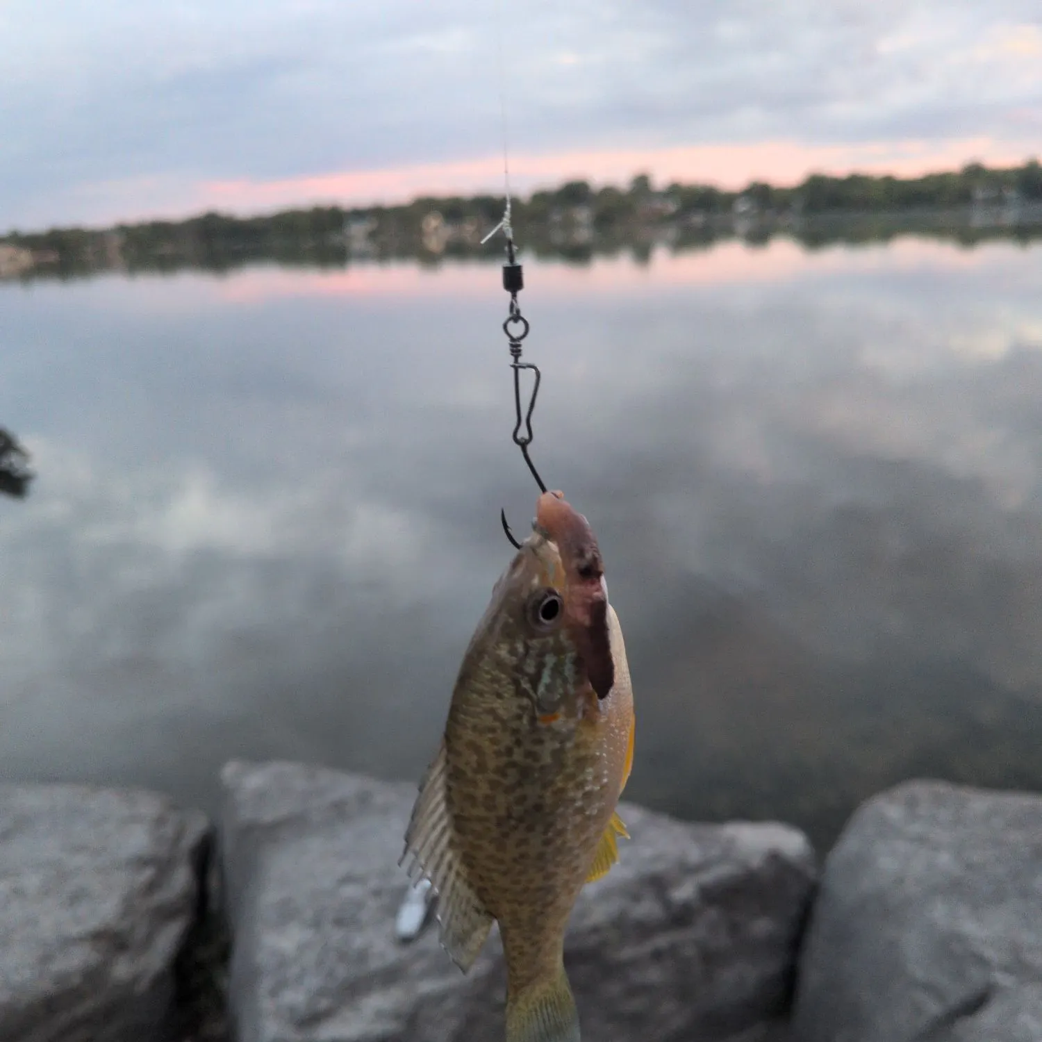 Pumpkinseed caught on Fishbrain