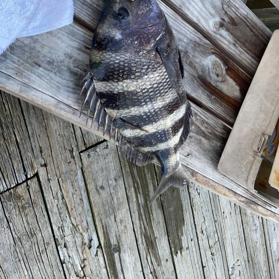 The most recent Sheepshead catches on Fishbrain