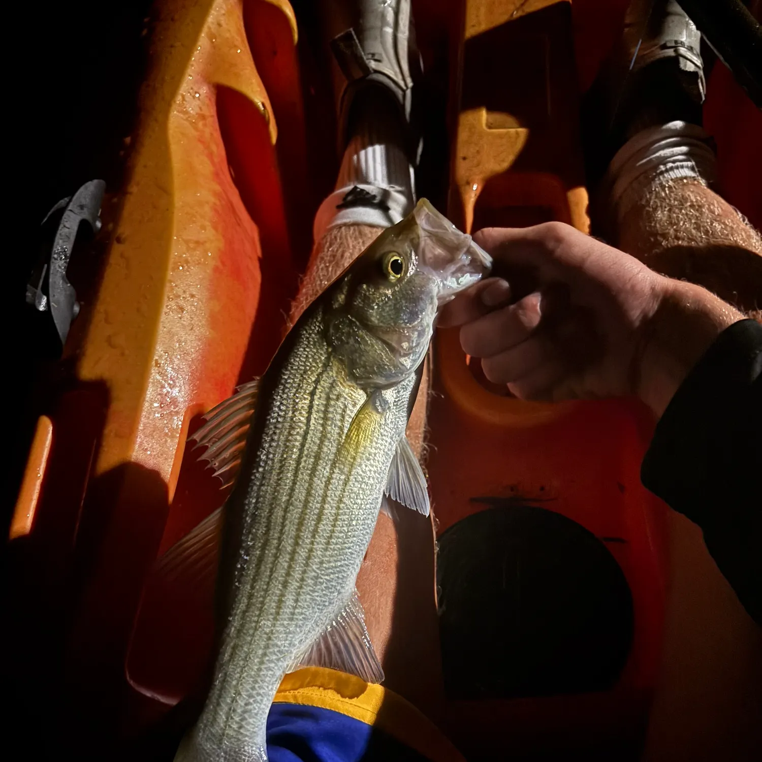 Striped bass caught on Fishbrain
