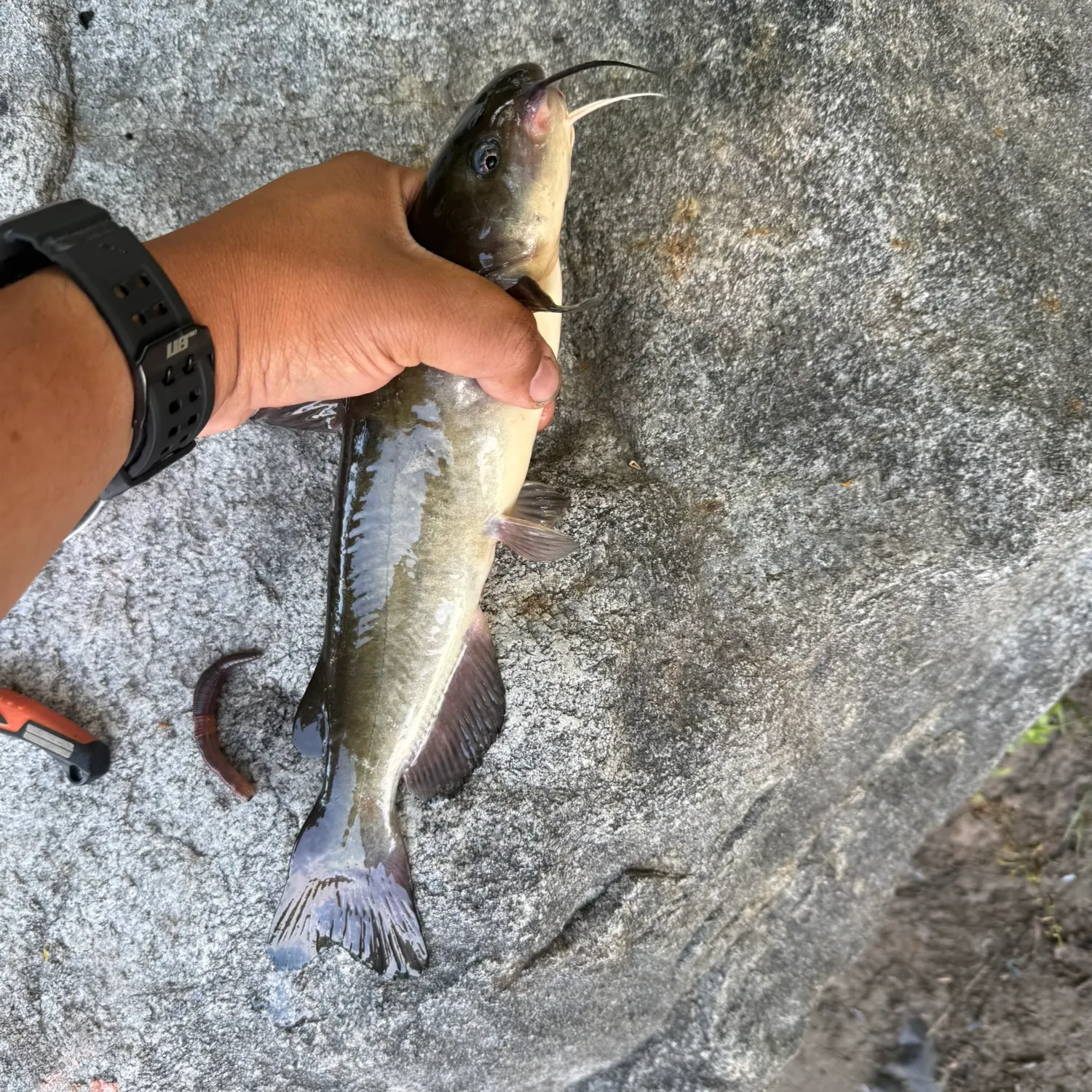 catch