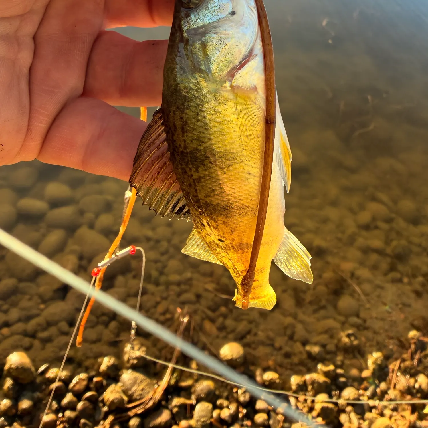 Yellow perch caught on Fishbrain