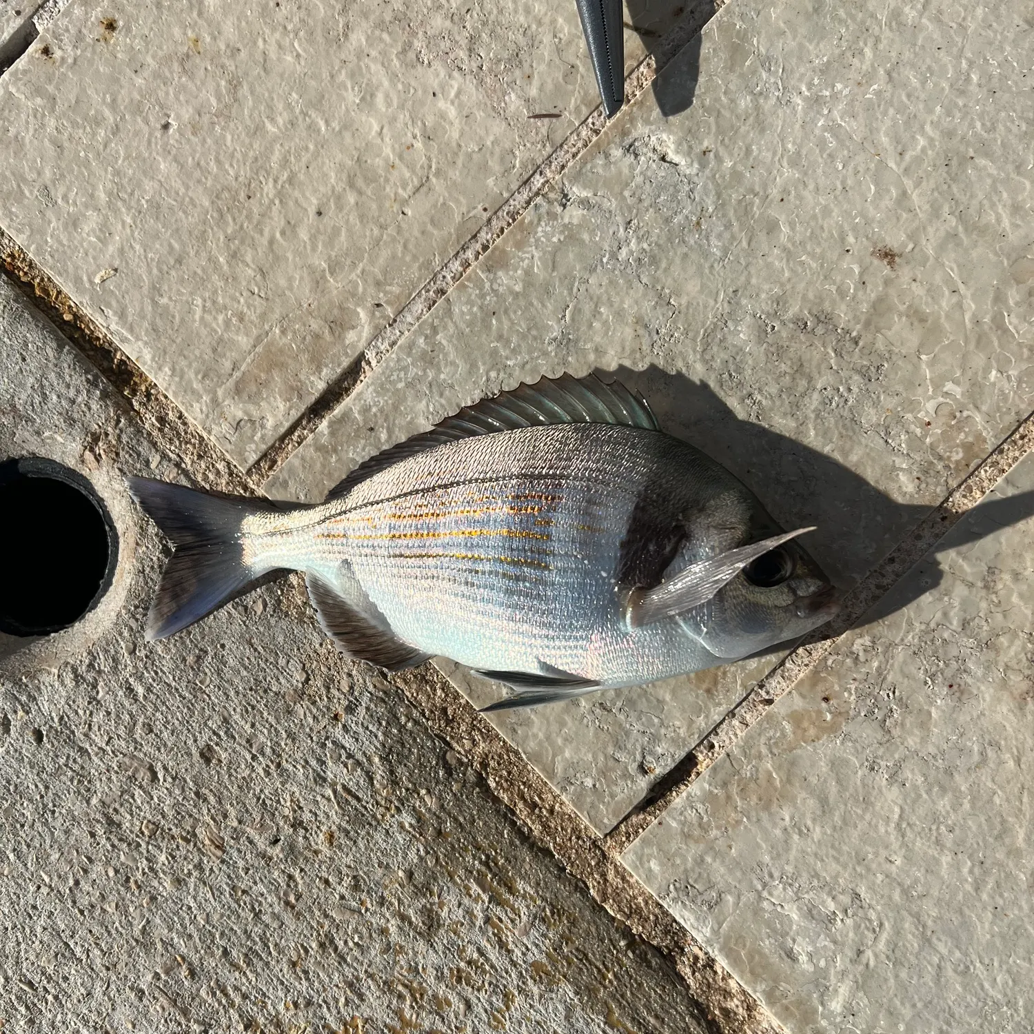The most recent White seabream catches on Fishbrain
