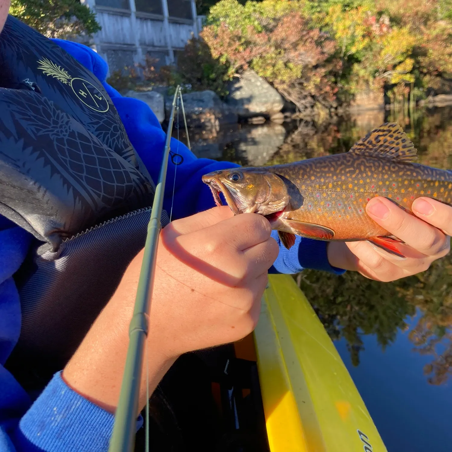 Brook trout caught on Fishbrain
