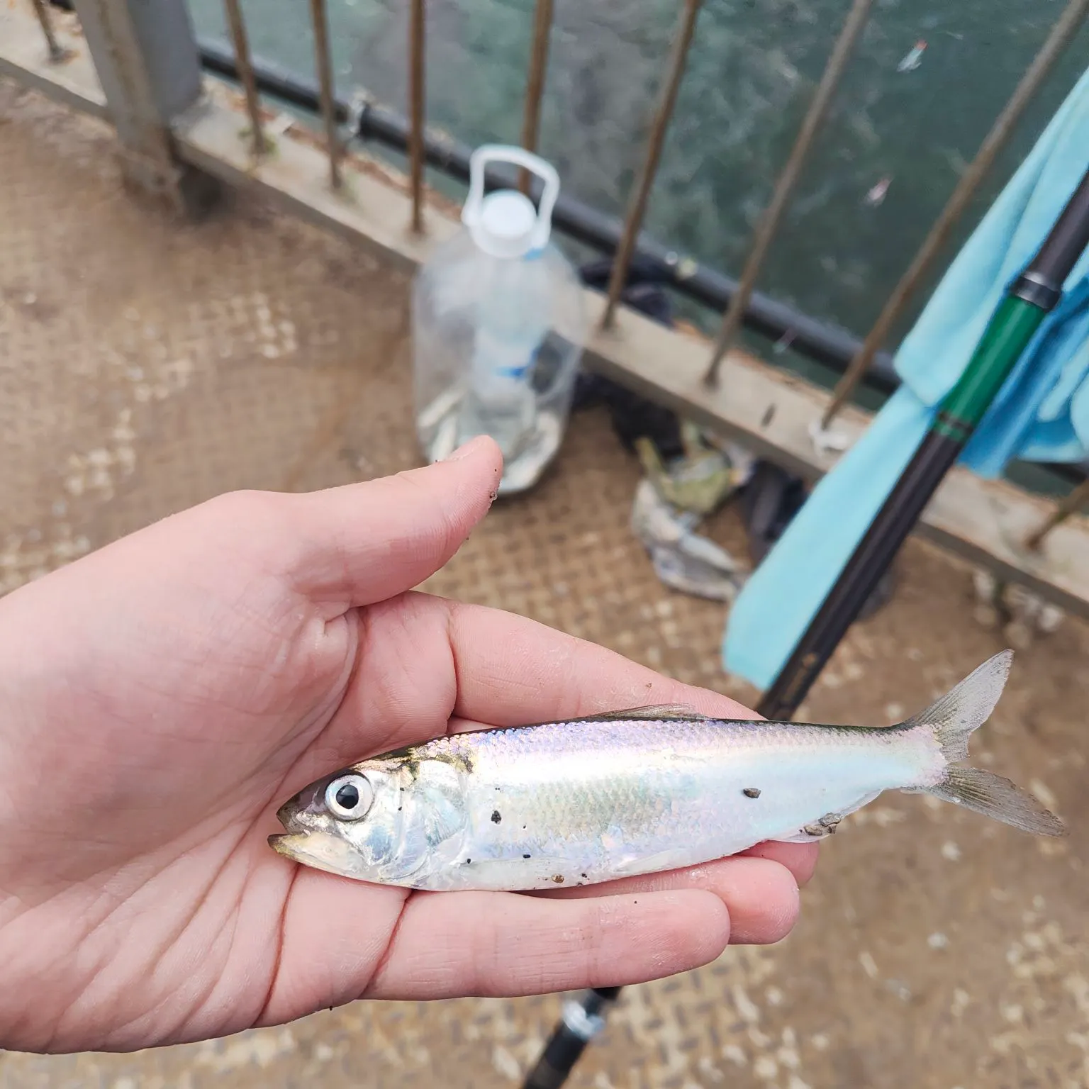 The most recent Blueback shad catches on Fishbrain