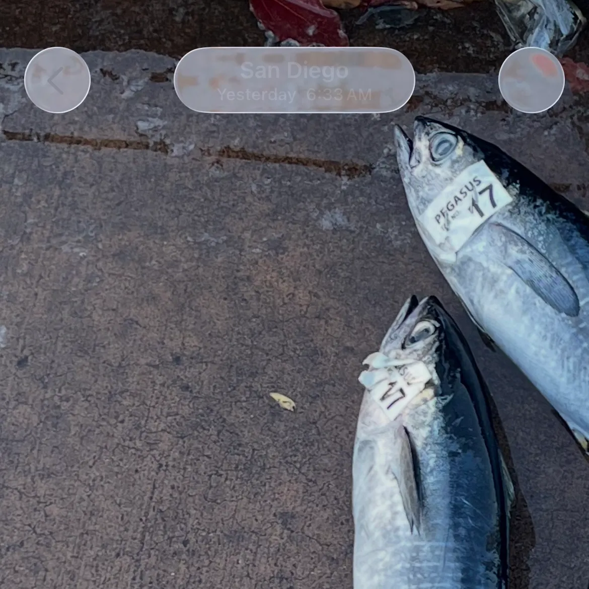 recently logged catches