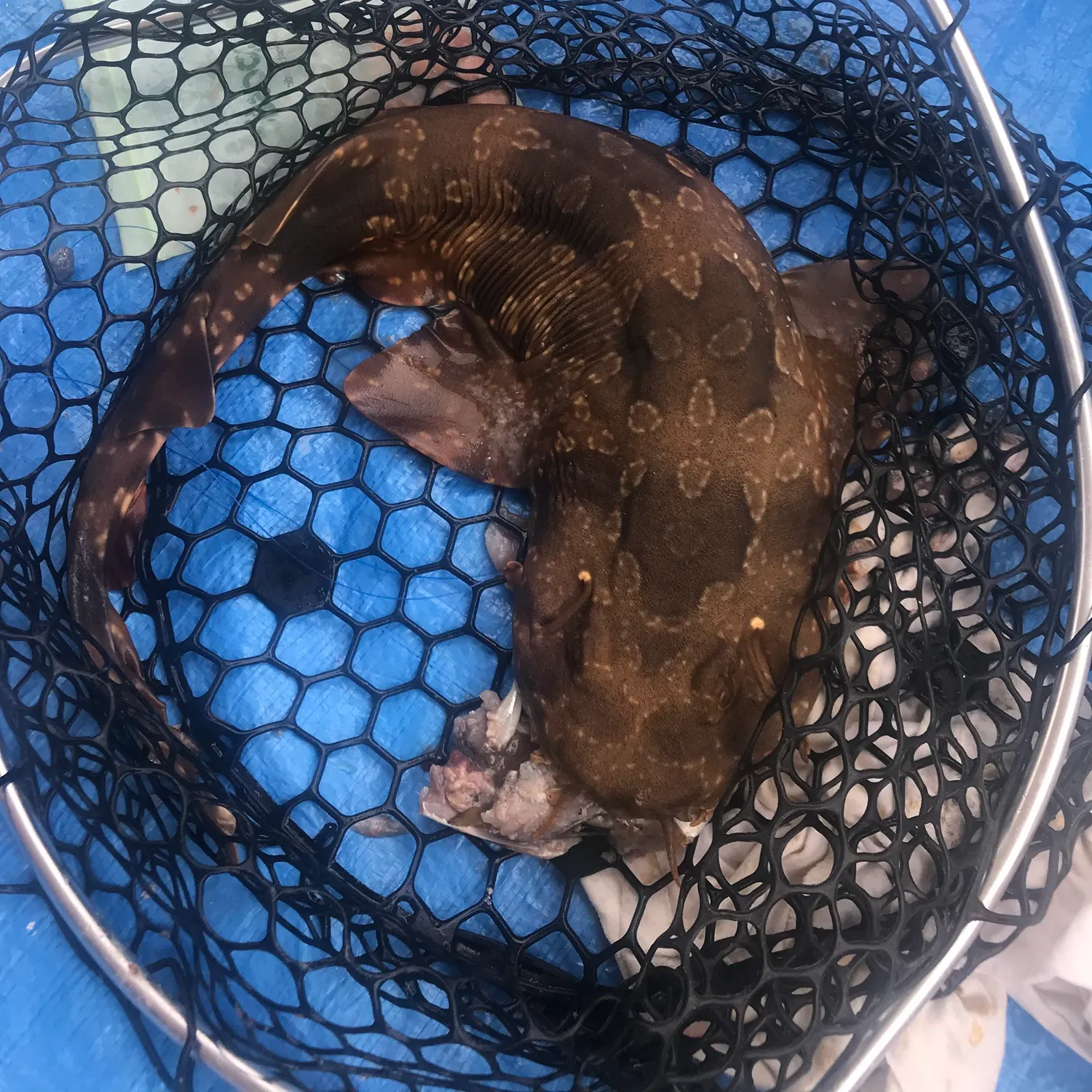 The most recent Spotted wobbegong catches on Fishbrain